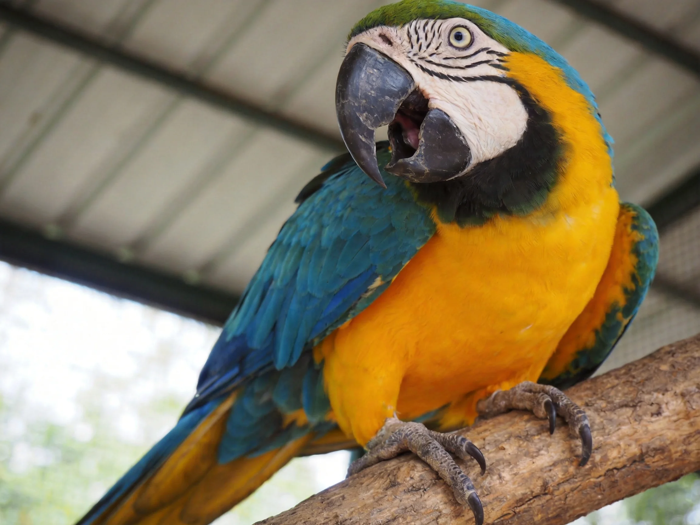 Vibrant blue and yellow macaw perched on a wooden branch