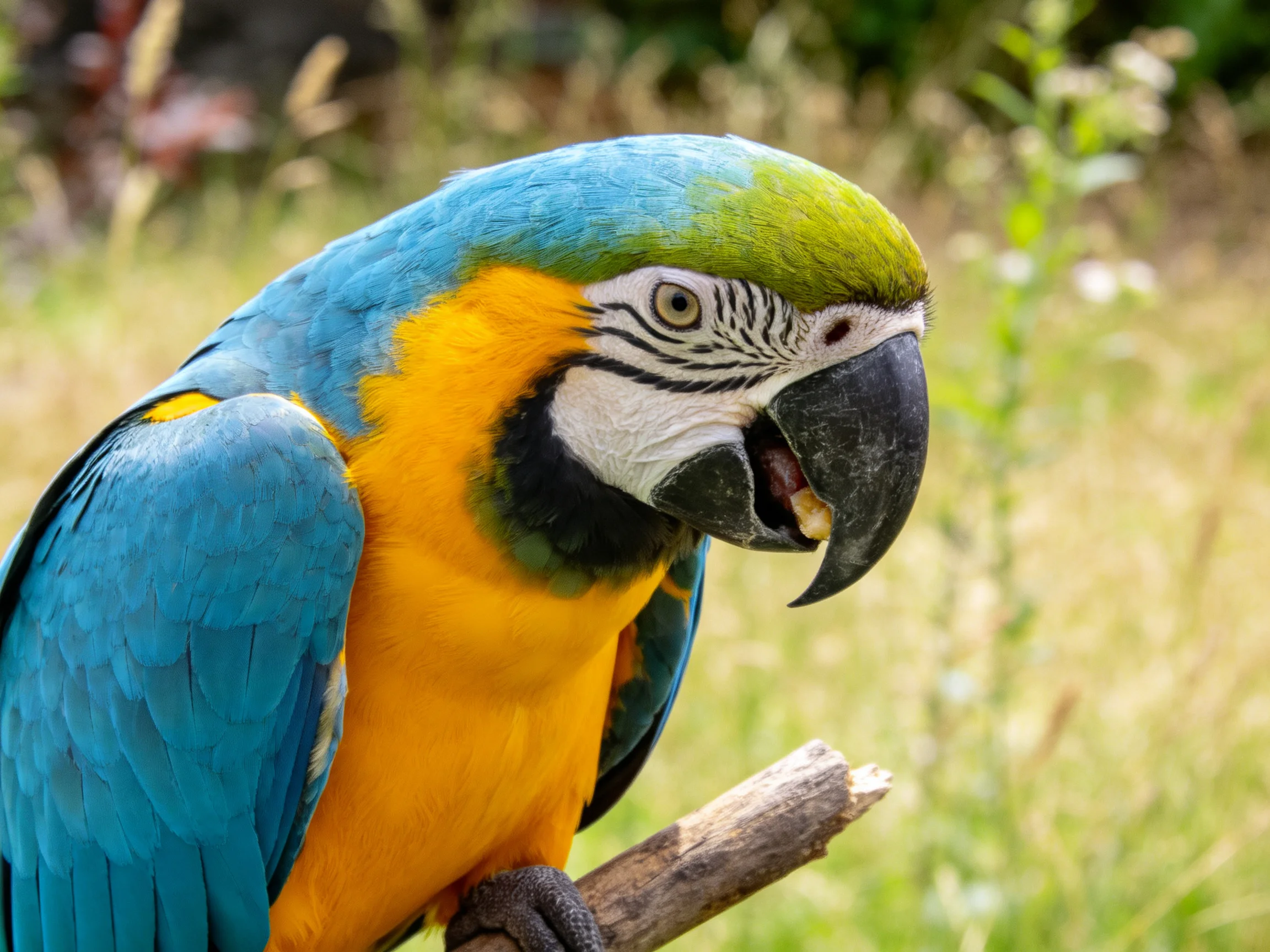 Vibrant blue and yellow macaw perched on a wooden branch