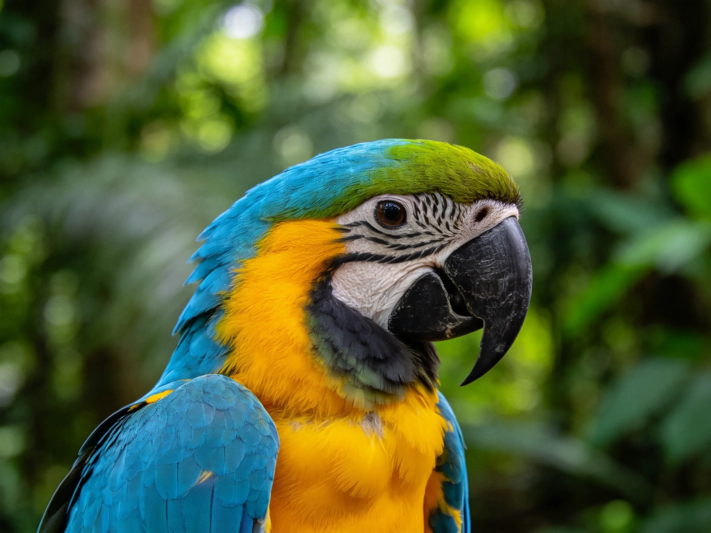 Vibrant blue and yellow macaw with green head in lush forest