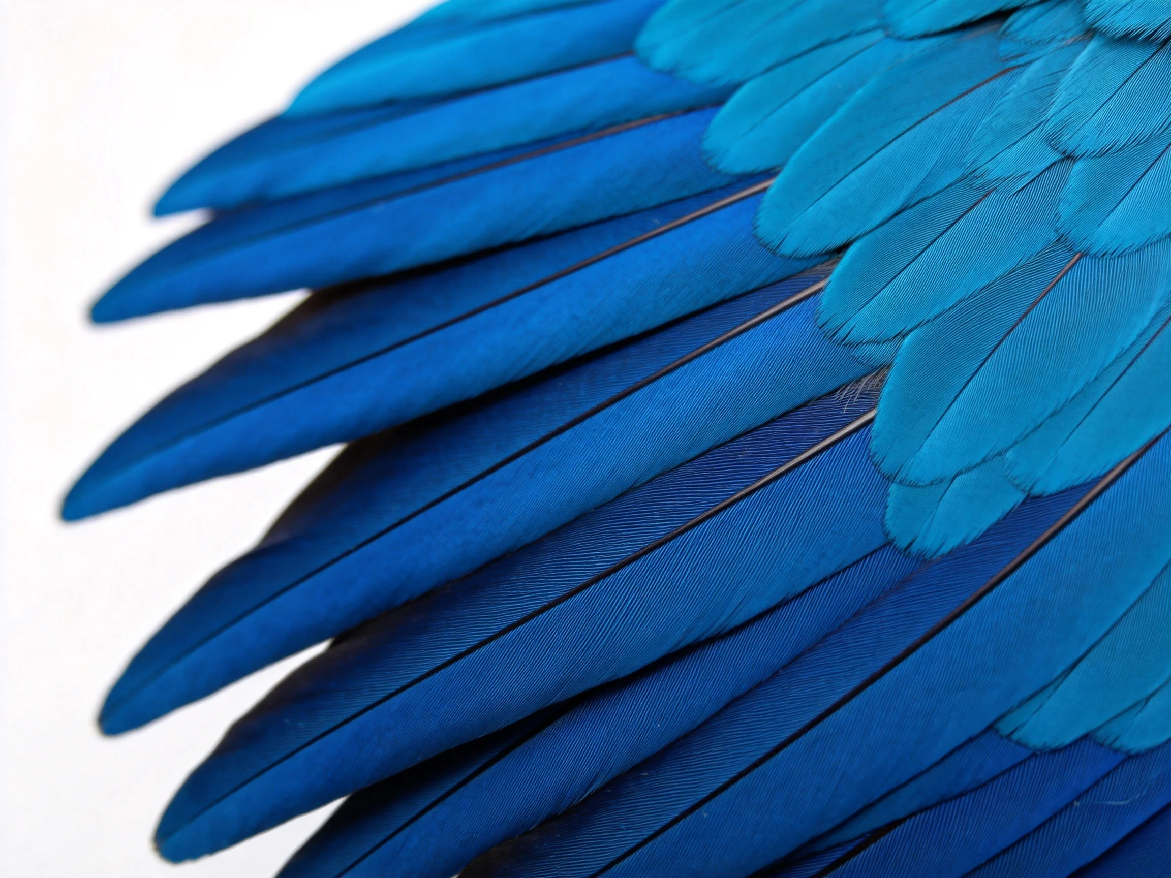 Vibrant blue bird feathers with layered plumage details