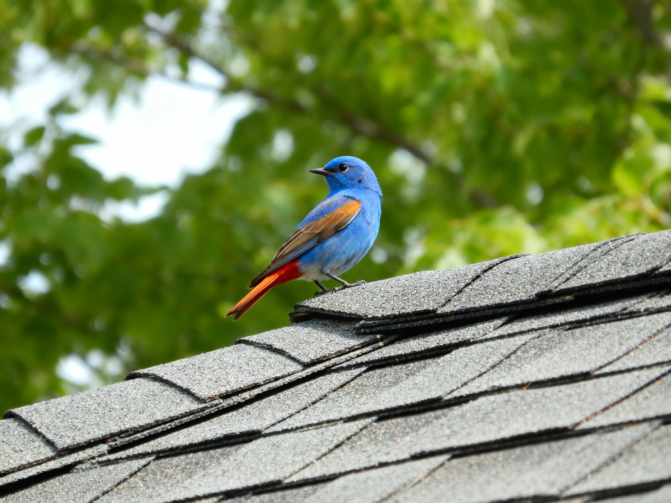 A blue bird with an orange tail rests on a shingled roof amid green foliage.