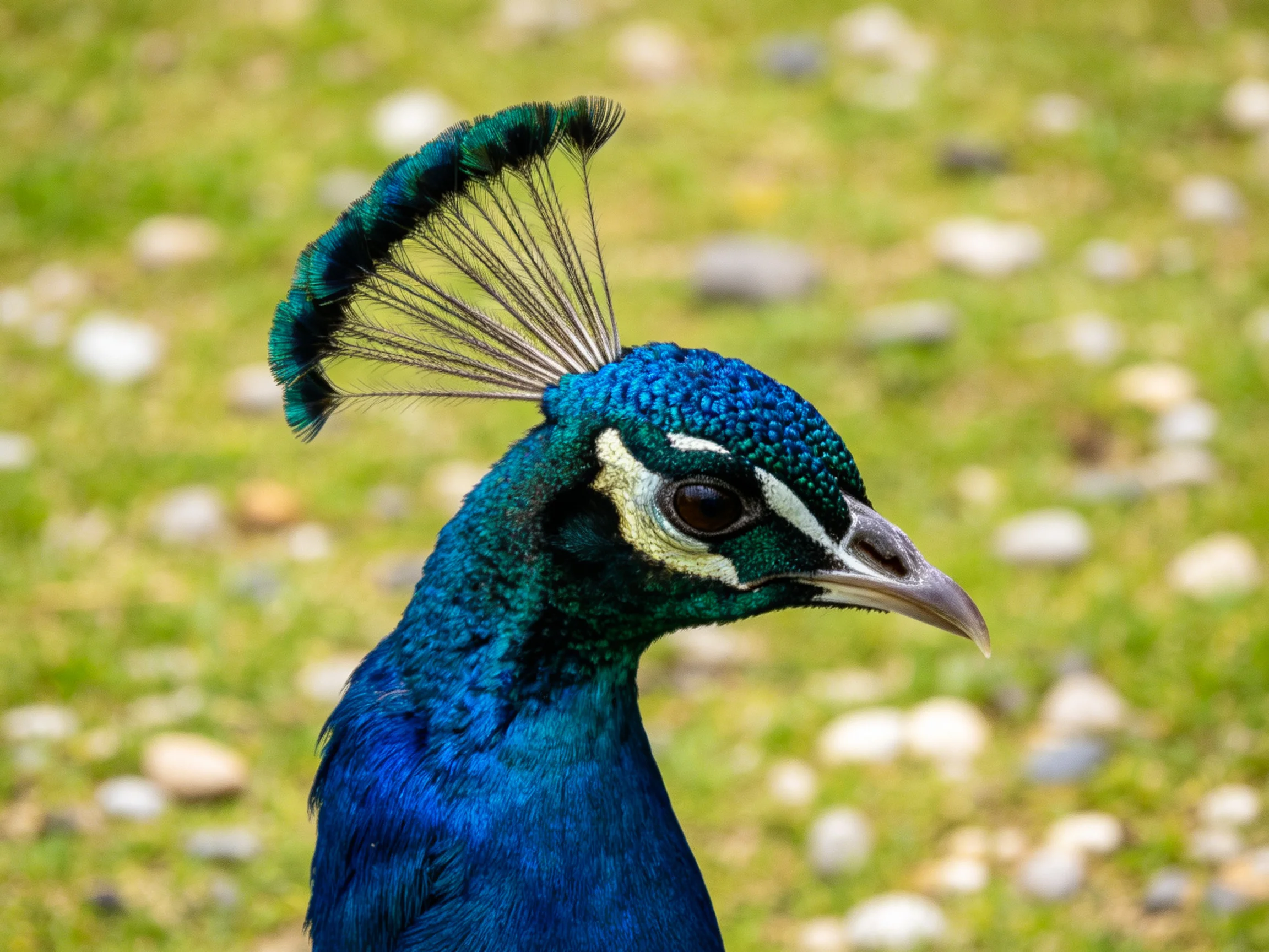 Vibrant blue-green peacock with fan-shaped crest