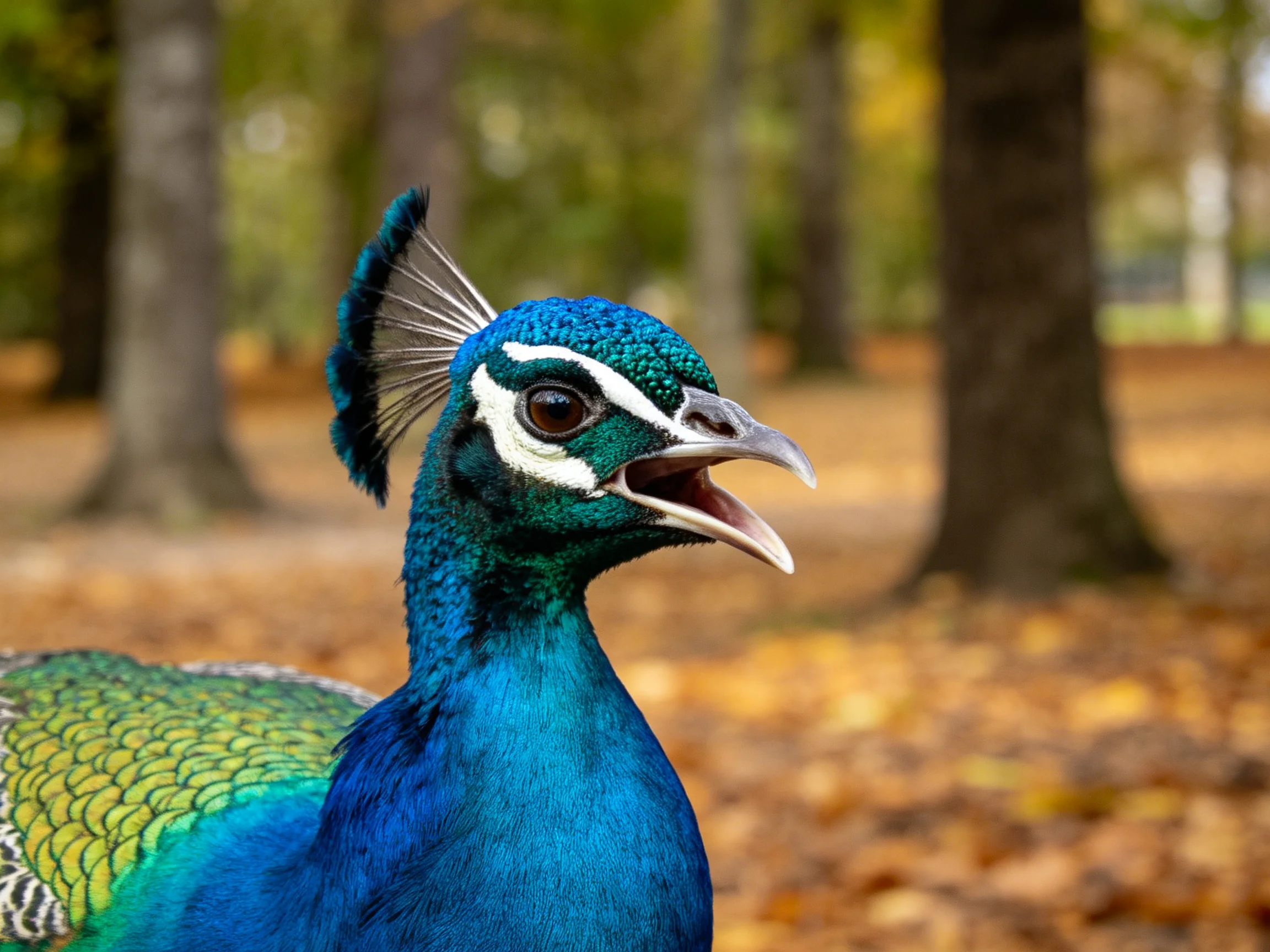 Vibrant blue-green peacock with ornate crest near autumnal forest