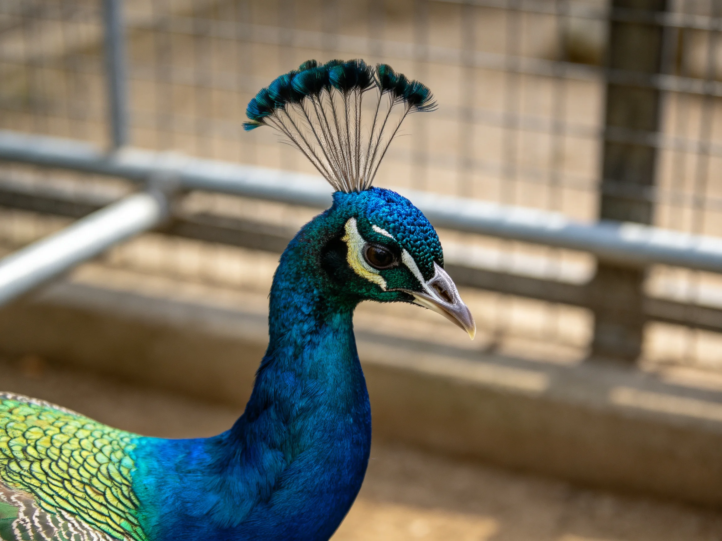 Vibrant blue-green peacock with ornate crest near metal fence