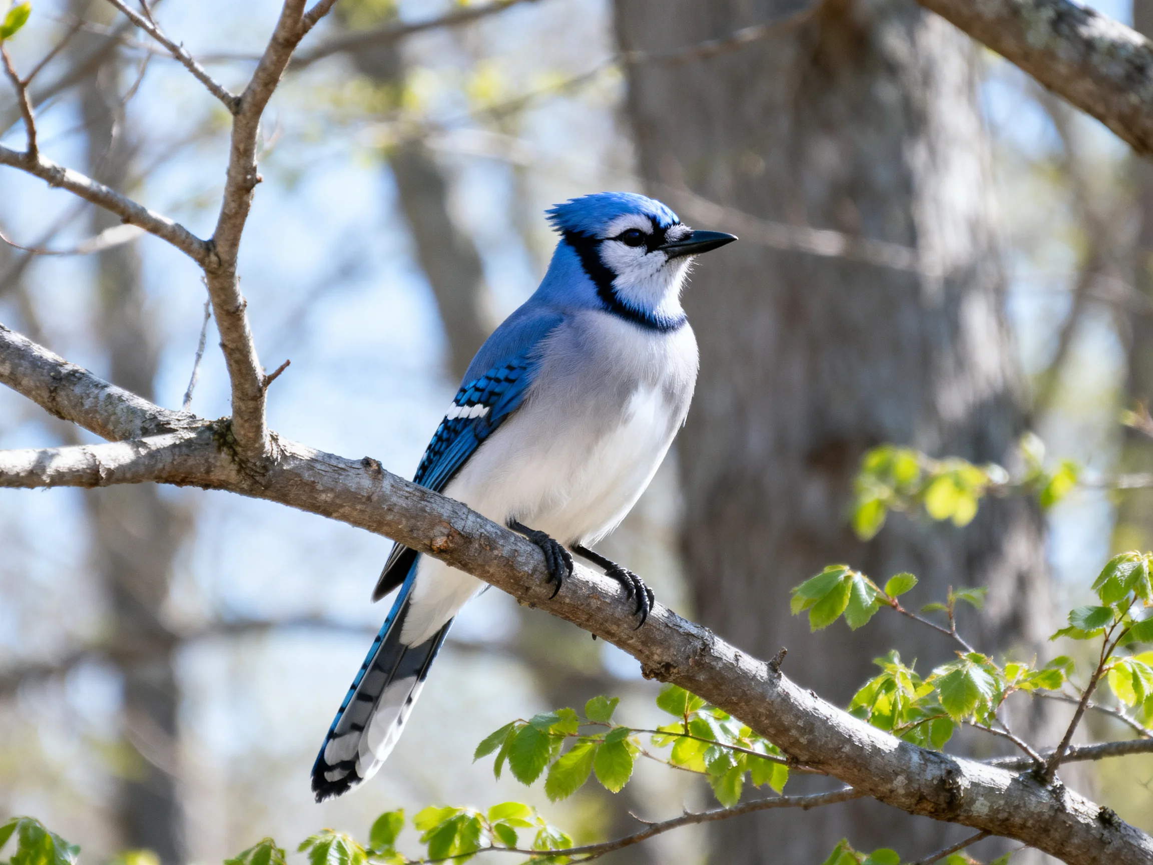 Vibrant blue jay with colorful plumage perched on a tree branch