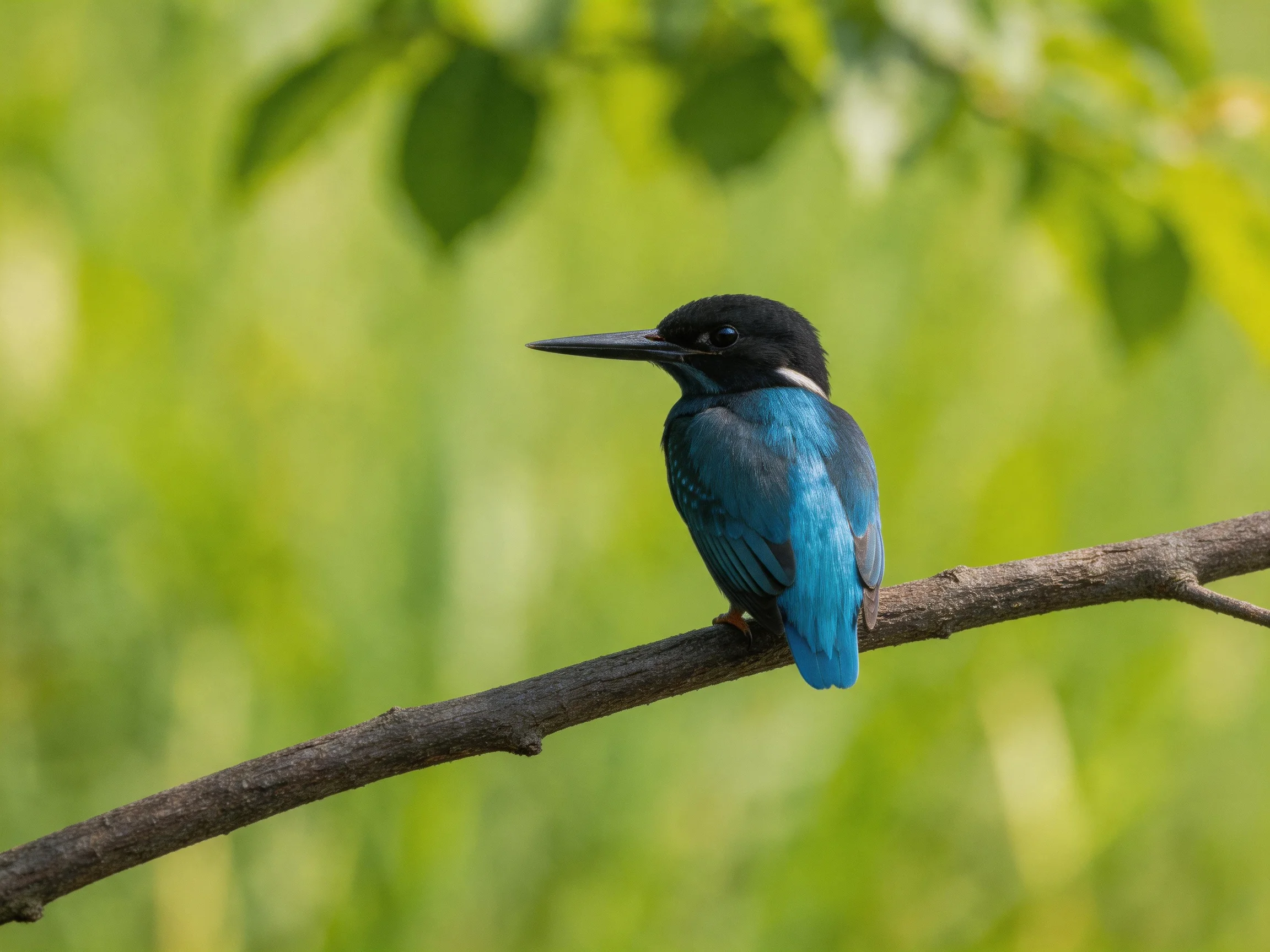 Vibrant blue kingfisher perched on a brown tree branch