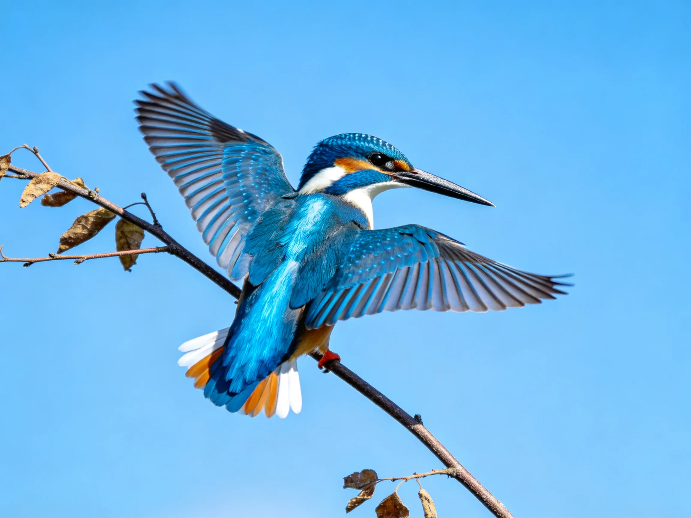 Vibrant blue kingfisher spreads wings on a bare branch against clear sky