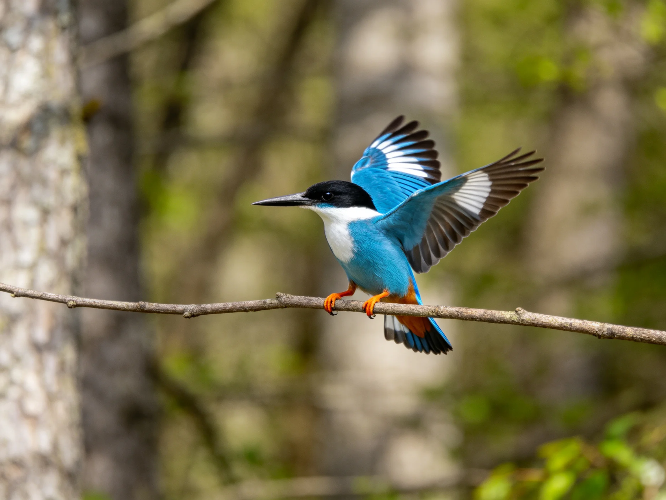 Vibrant blue kingfisher spreads wings on slender branch