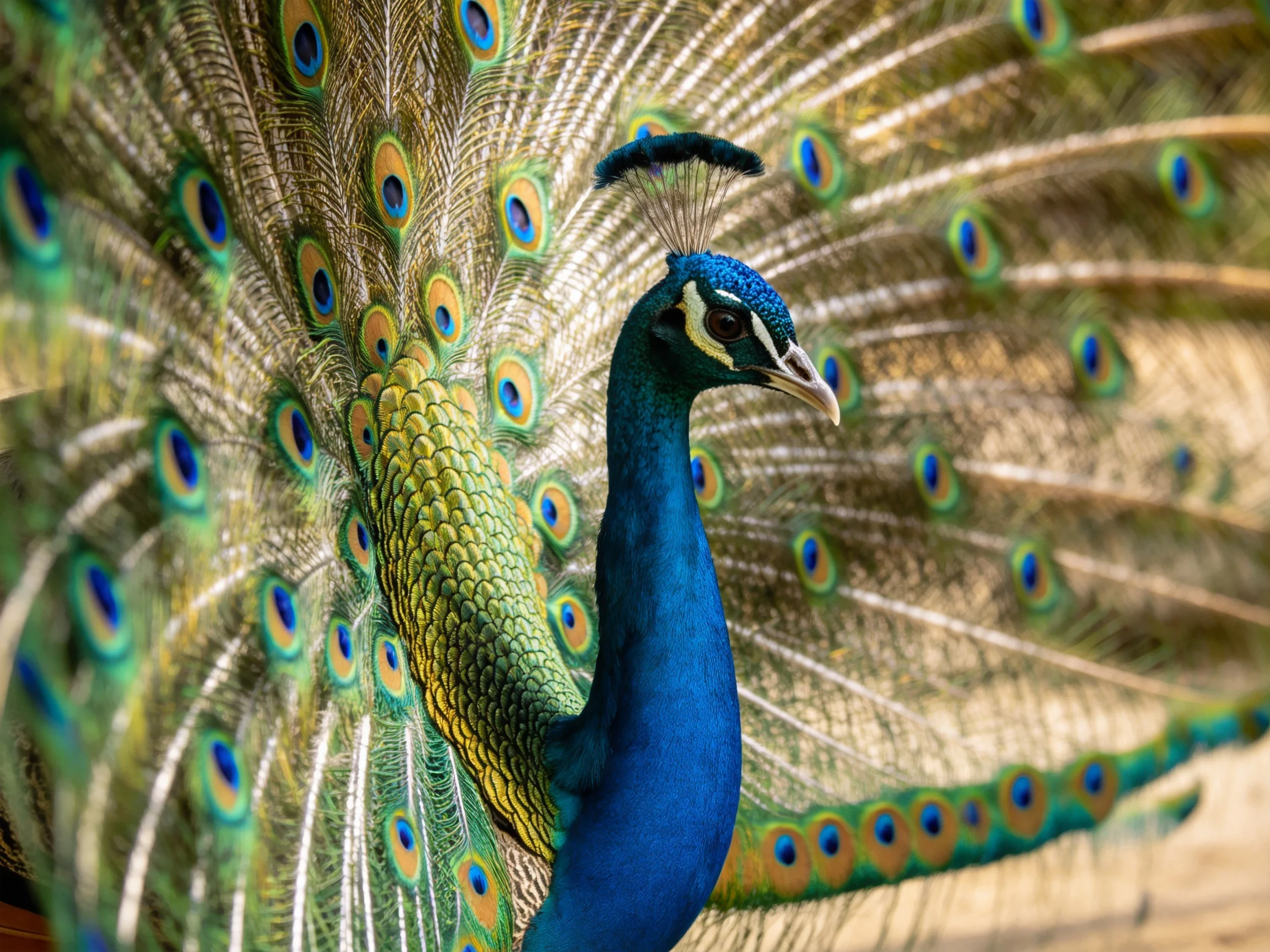Vibrant blue peacock displays iridescent, multicolored tail feathers