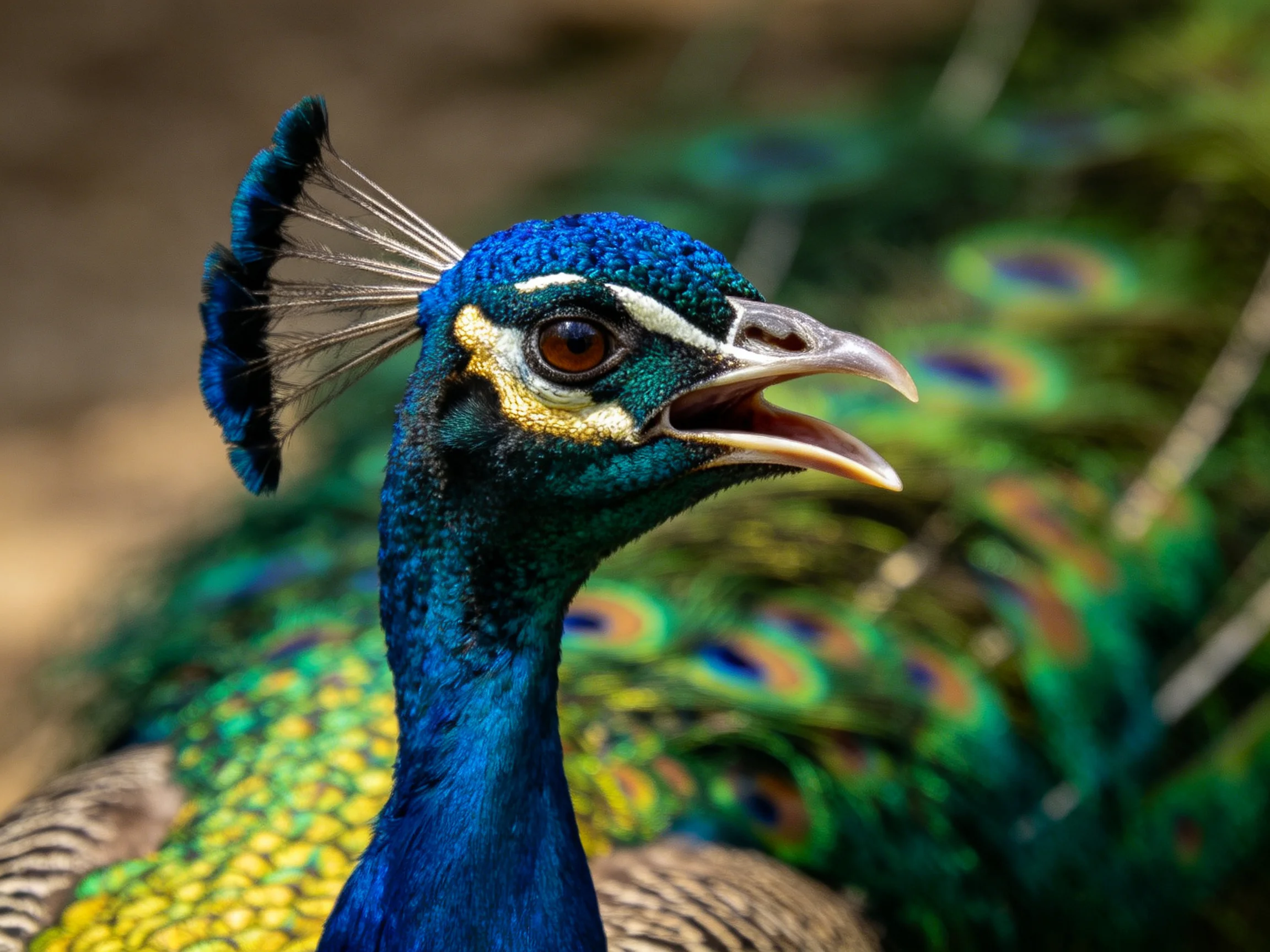 Vibrant blue peacock head with colorful eye-spotted tail feathers