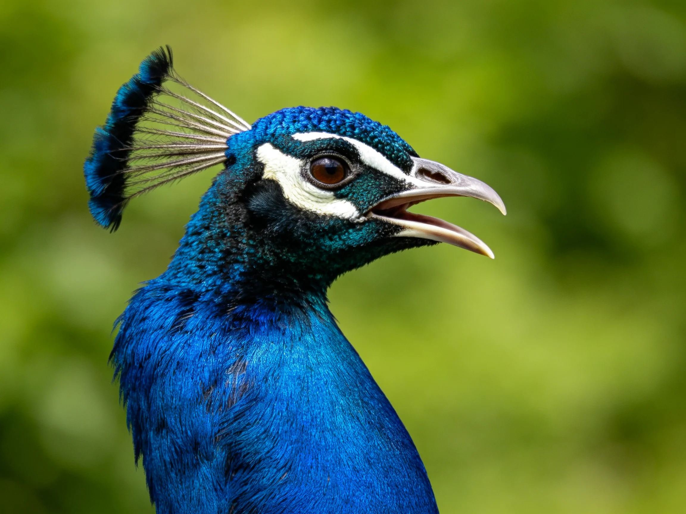 Close - up of a peacock displaying its vivid blue plumage and distinctive crest.