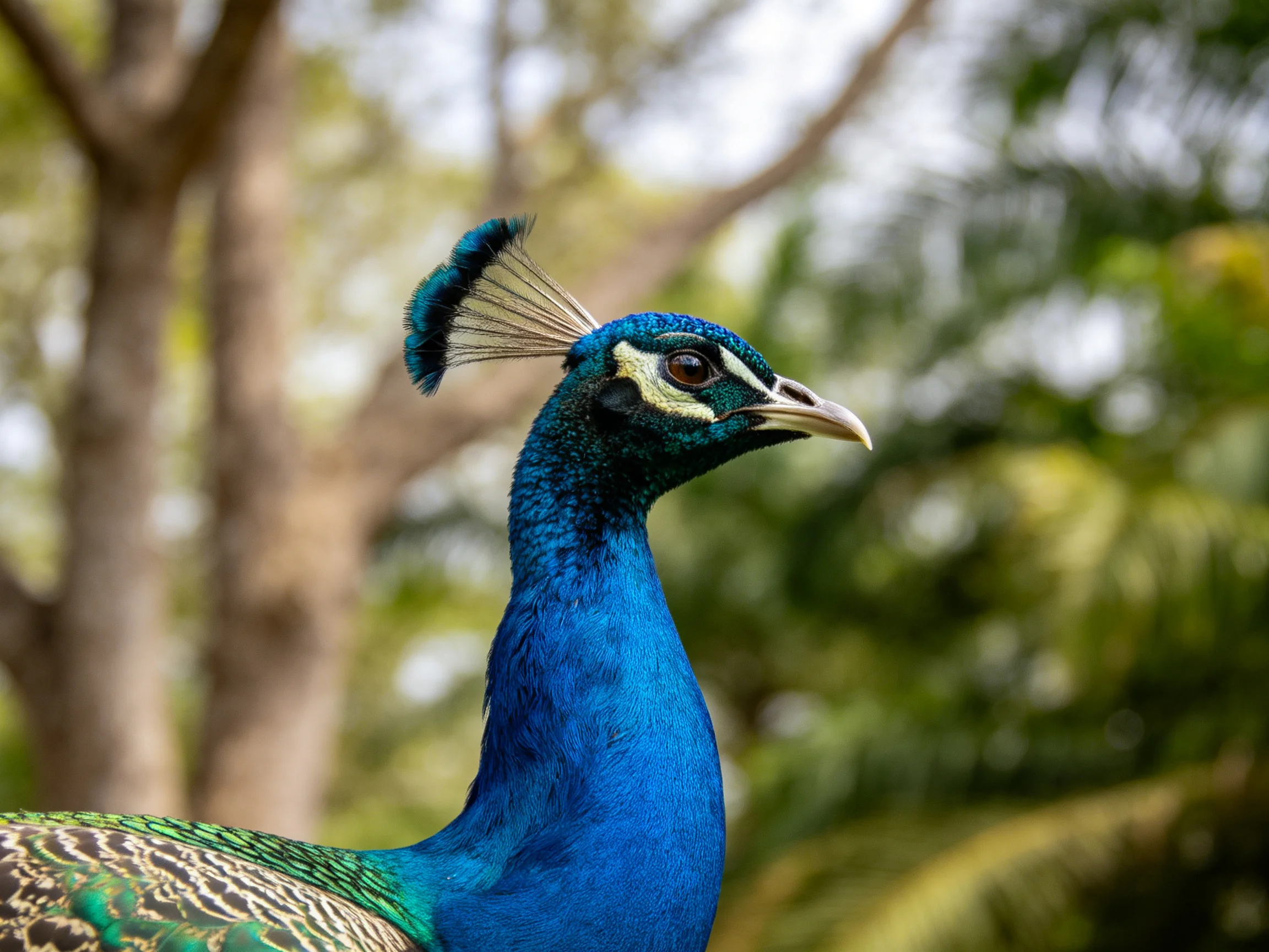 Vibrant blue peacock with iridescent feathers near green trees