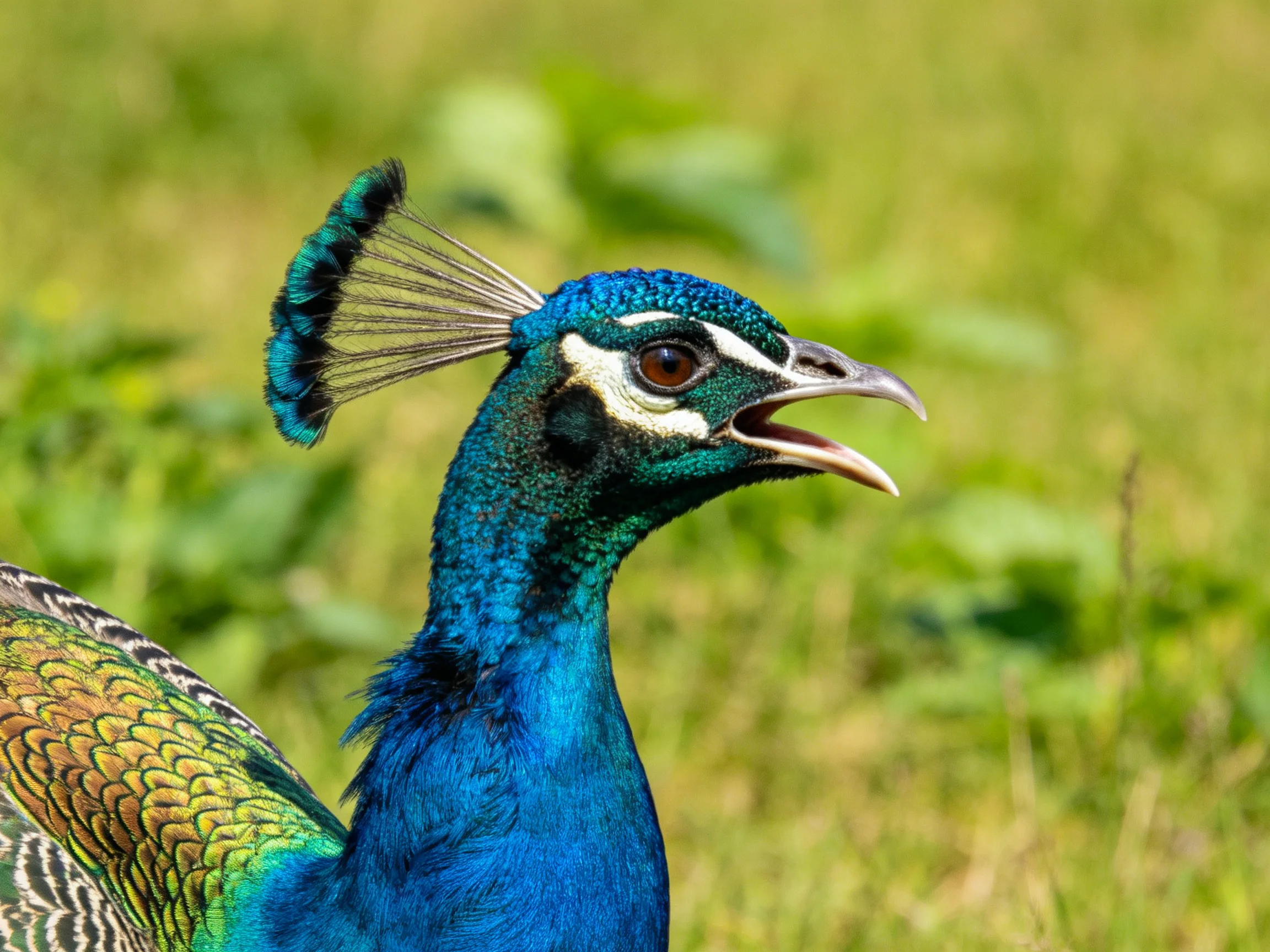 Vibrant blue peacock with iridescent plumage and raised crest