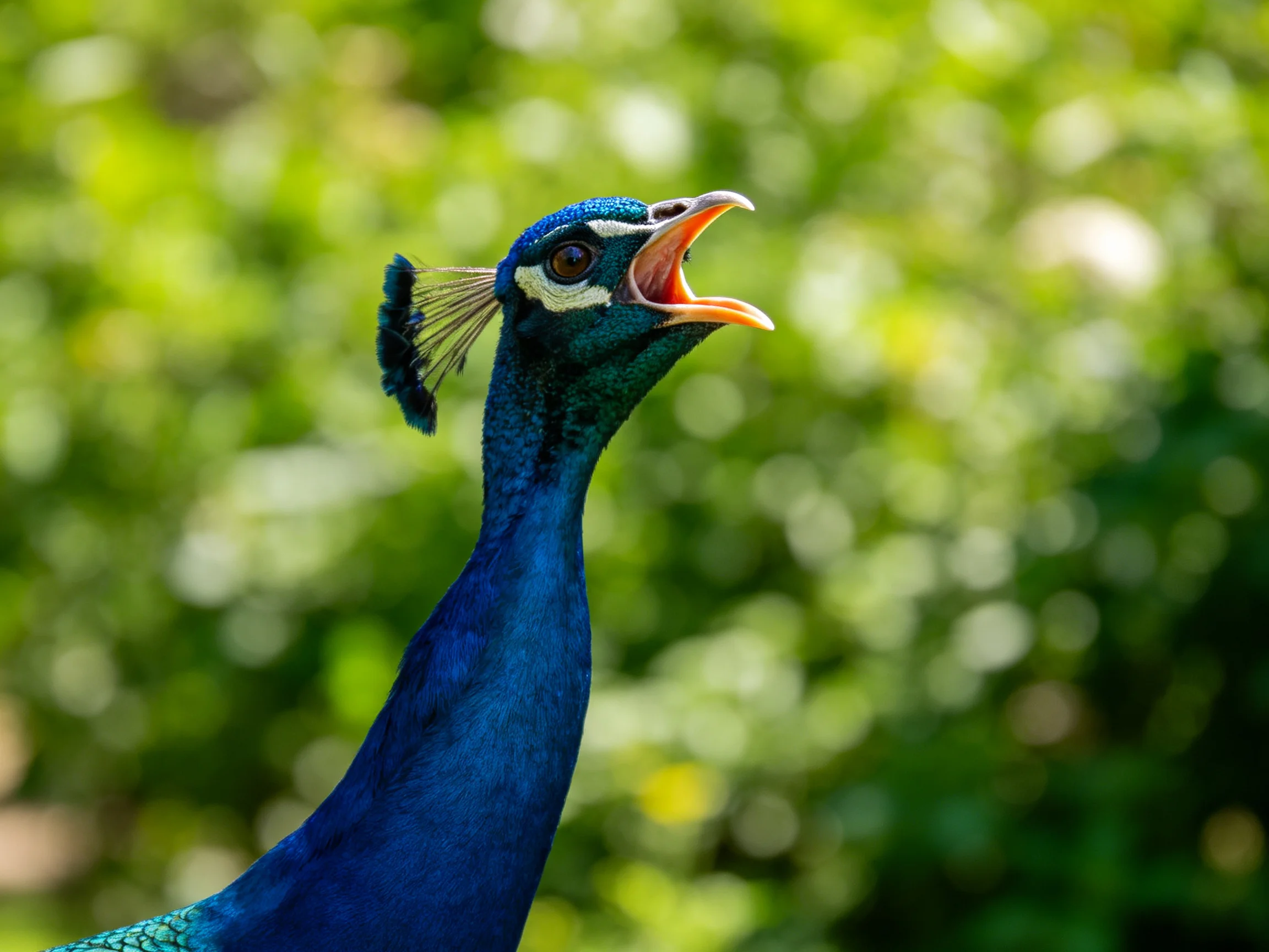 Vibrant blue peacock with open beak against lush green bokeh