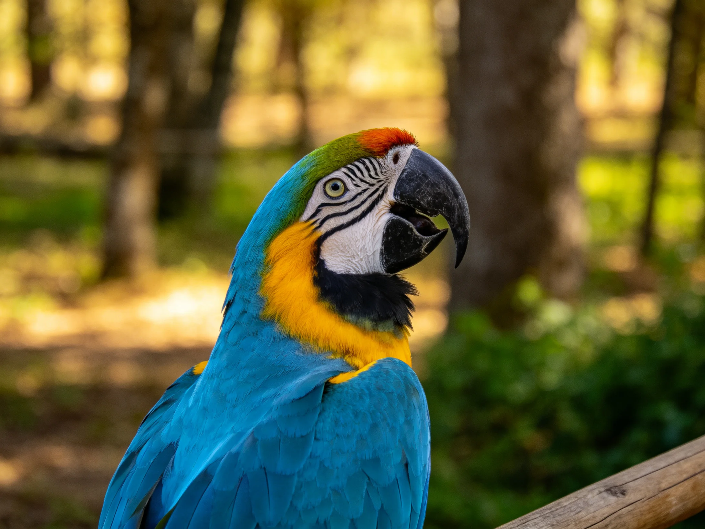 A brightly colored macaw with blue, yellow, and green plumage sits near a wooden structure.