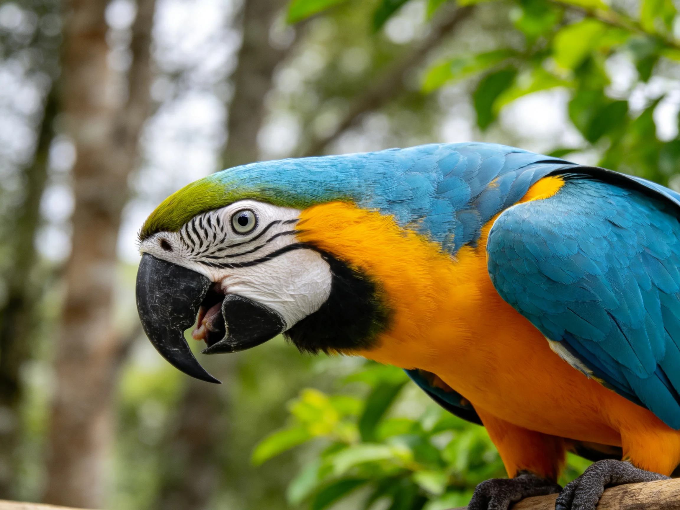 Vibrant blue-yellow macaw with green head amidst foliage