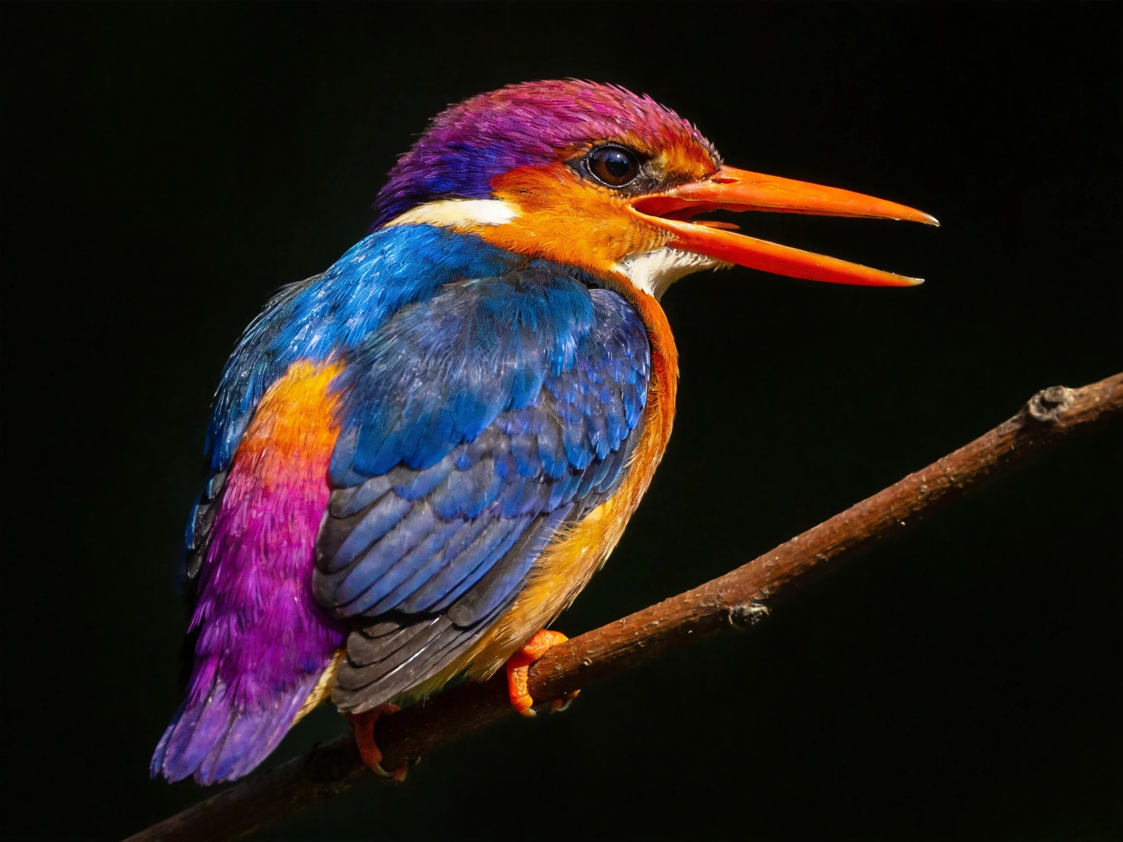 Vibrant-colored kingfisher perched on a dark branch