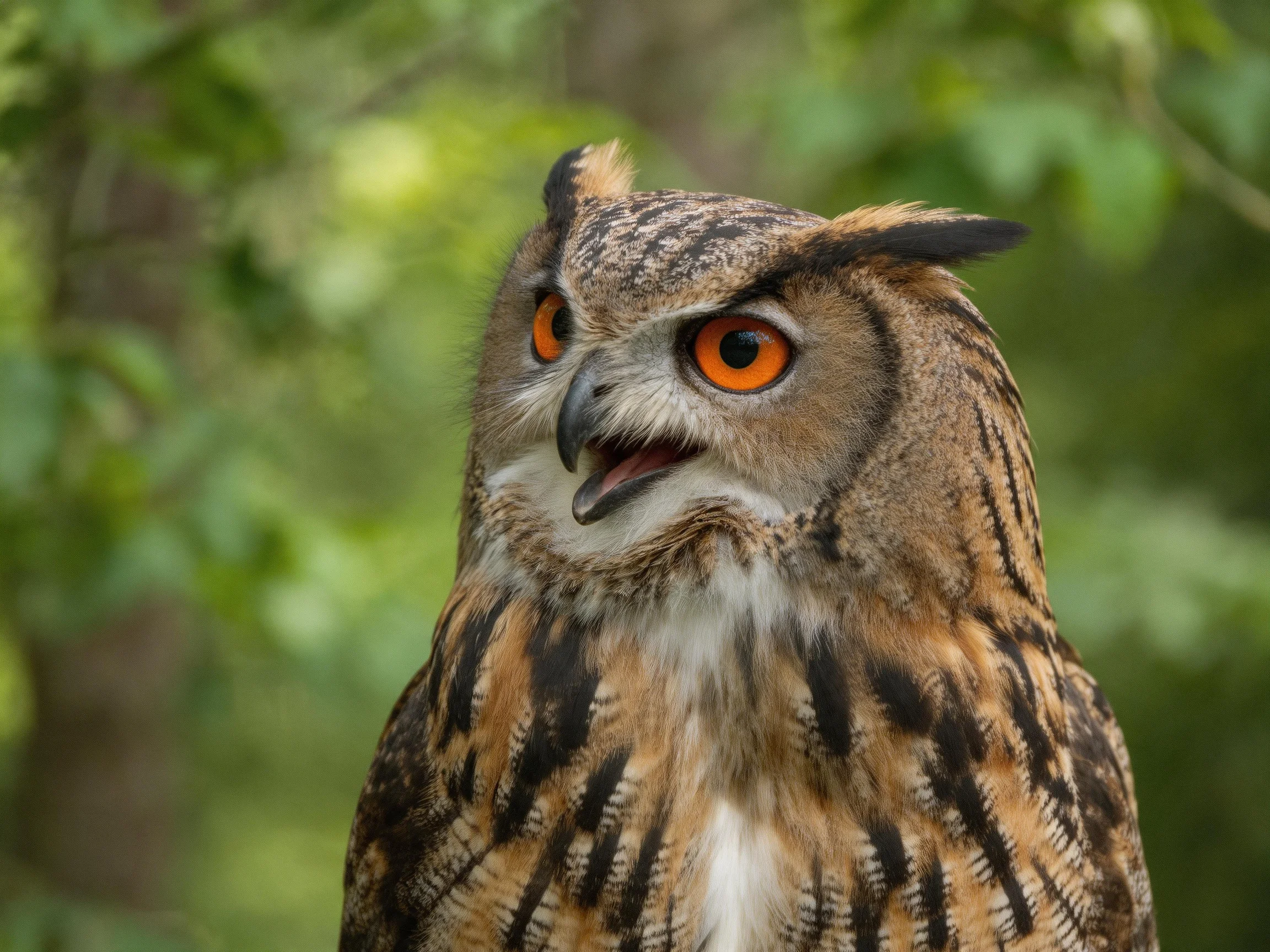 Vibrant-eyed owl with patterned brown plumage