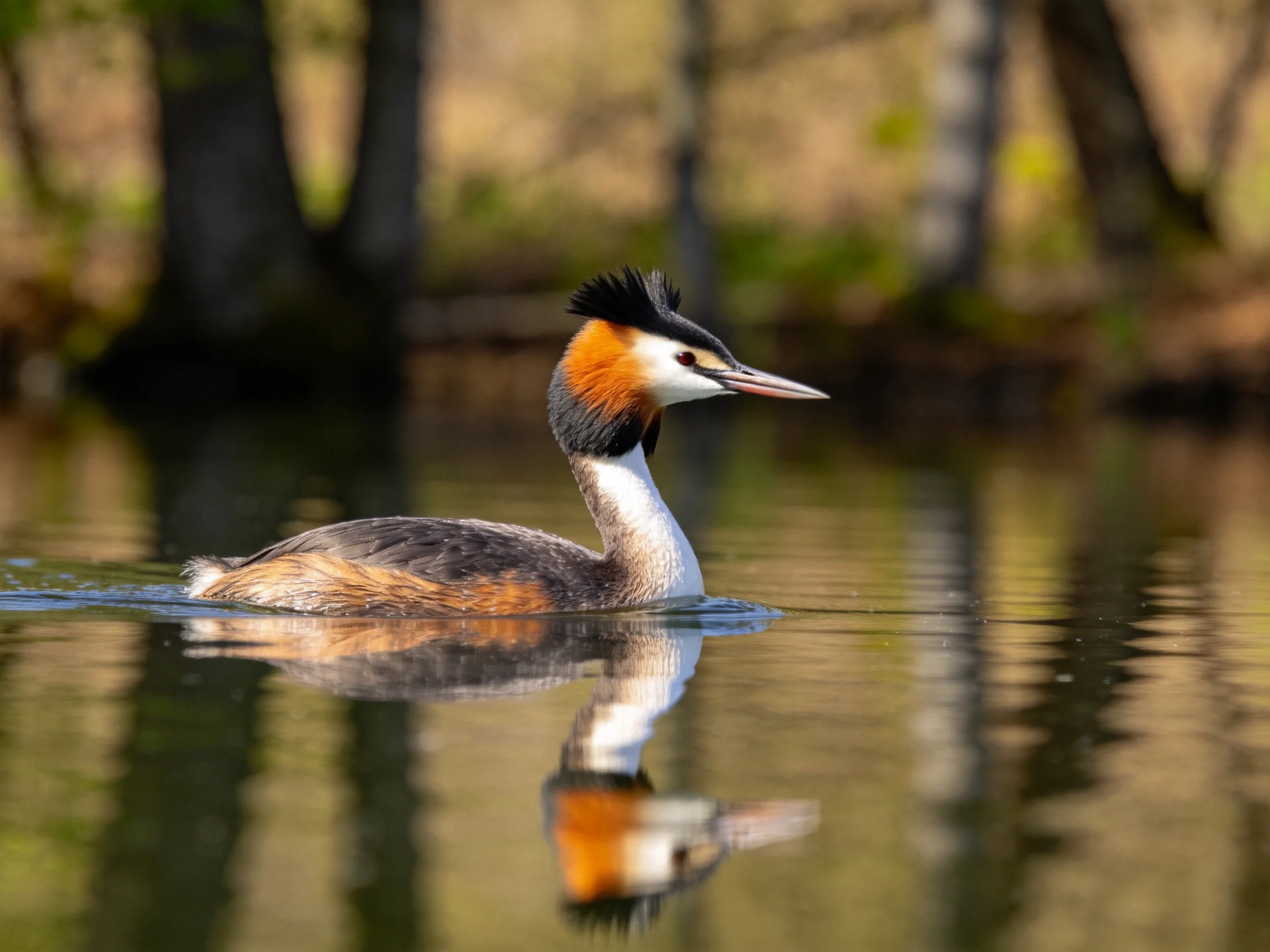 Vibrant grebe swims in calm water with forest backdrop