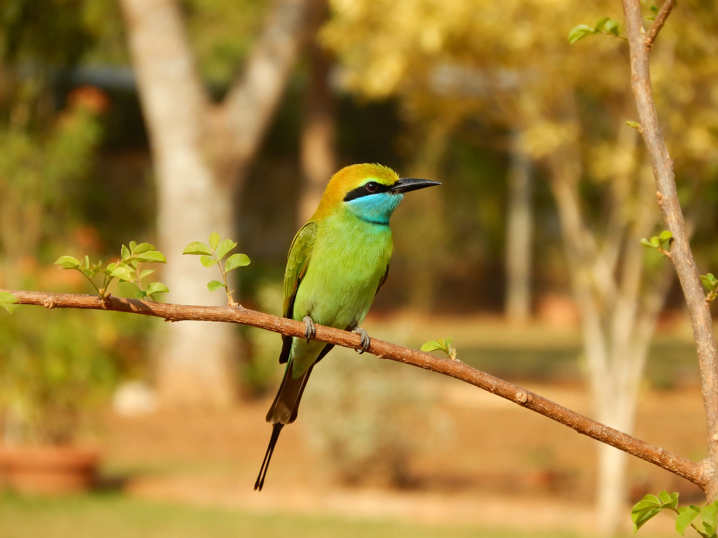 A vibrant bird rests on a branch in a blurred natural setting.