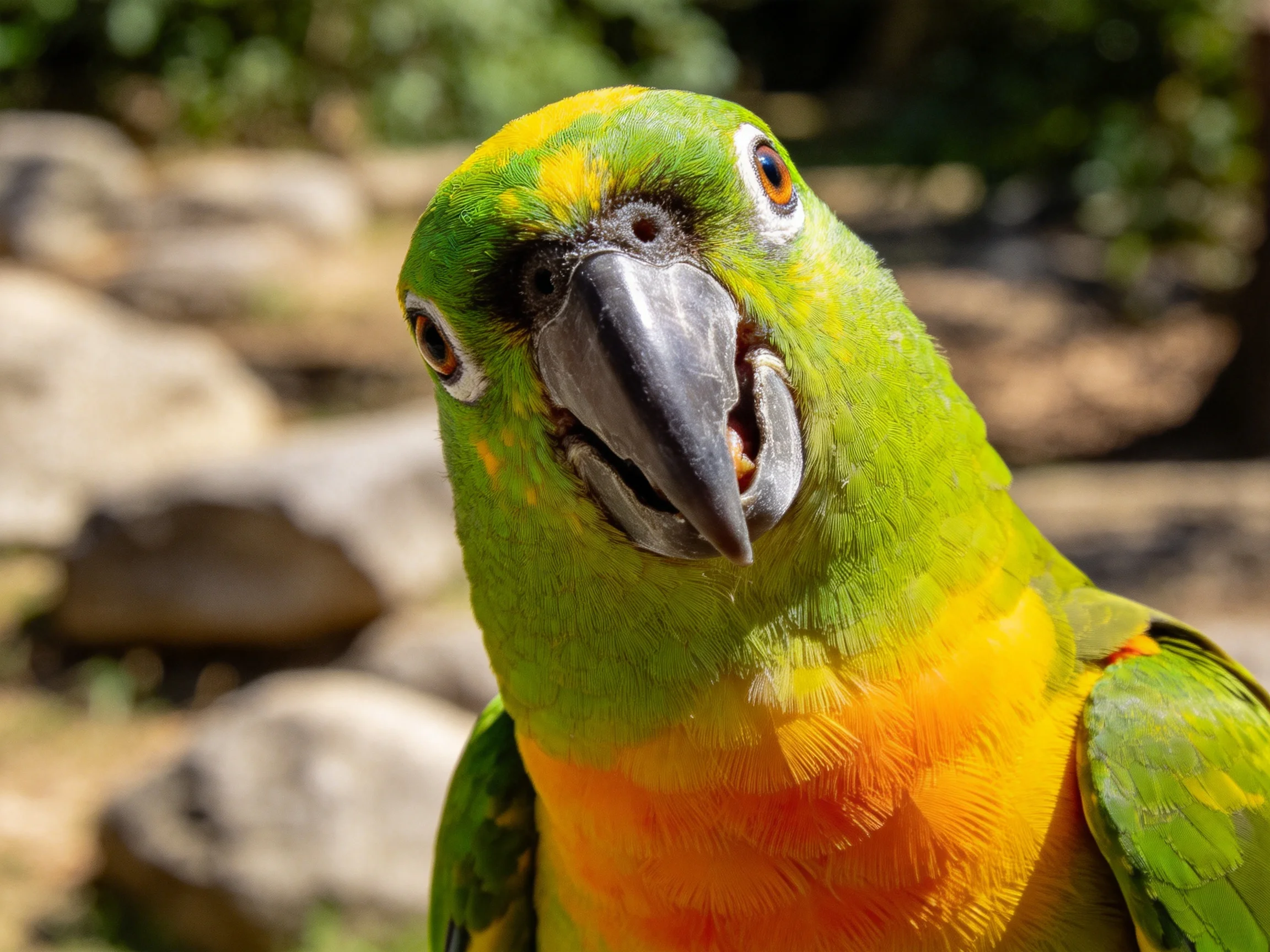 Vibrant green and orange parrot with prominent beak