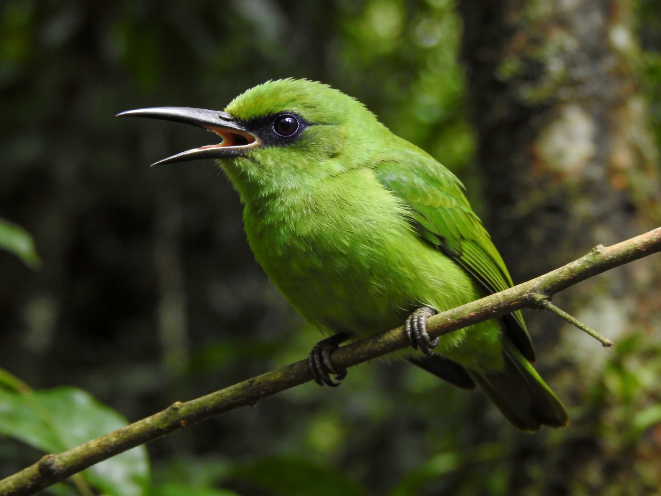 Vibrant green bird perched on a thin branch in dense forest