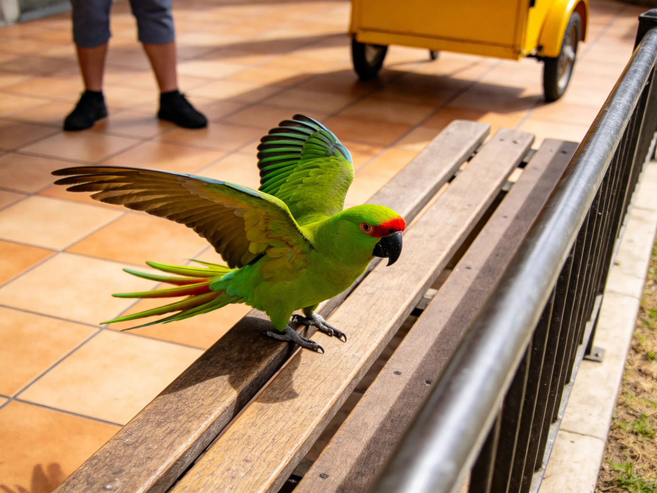 Vibrant green parrot spreads wings on wooden bench near yellow cart