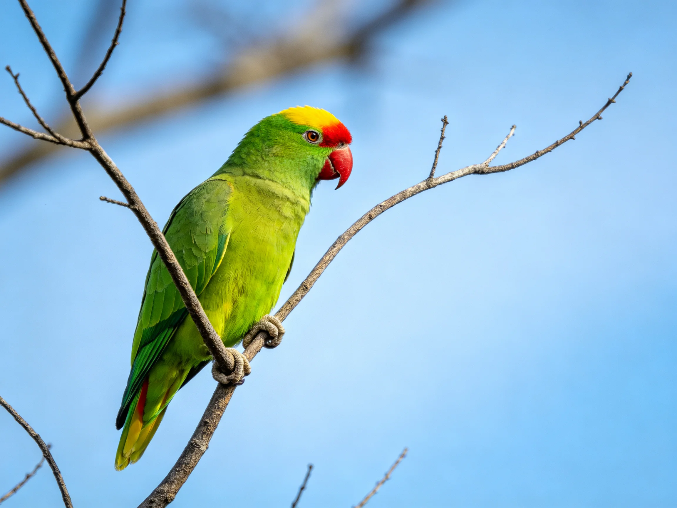 Vibrant green parrot with red beak perched on bare tree branch