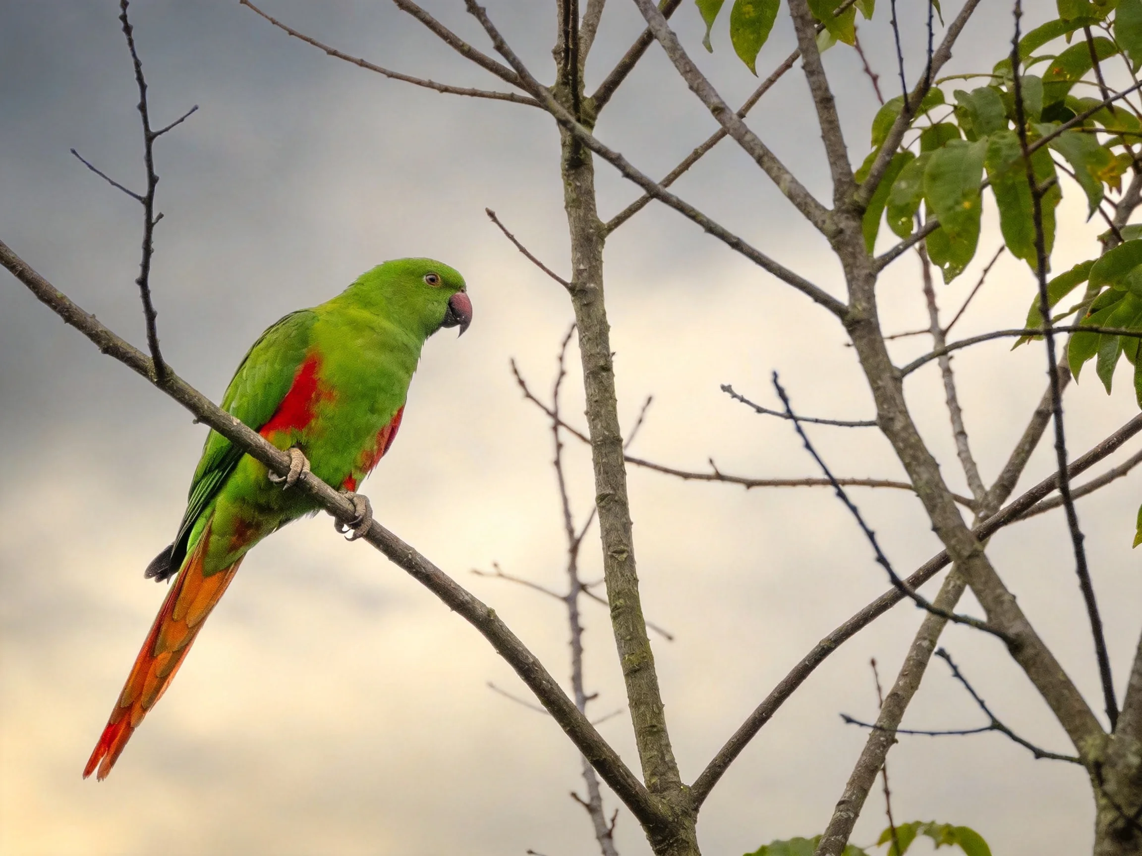 Vibrant green parrot with red plumage perched on a bare tree branch