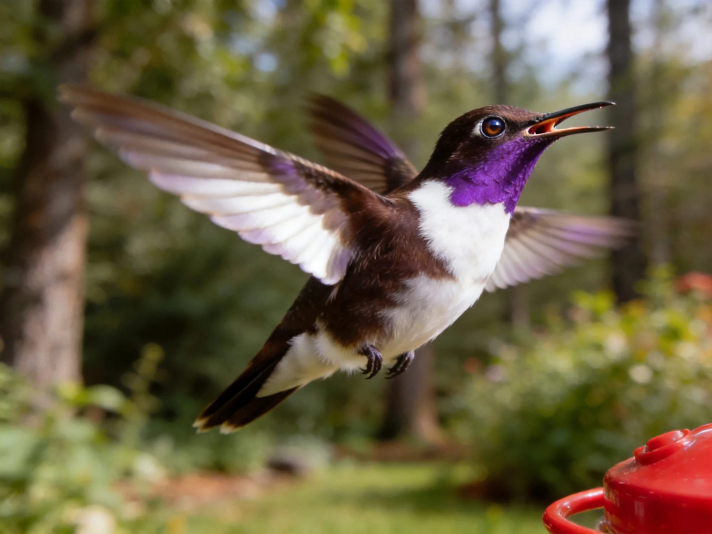 Vibrant hummingbird hovers near red feeder in lush green forest