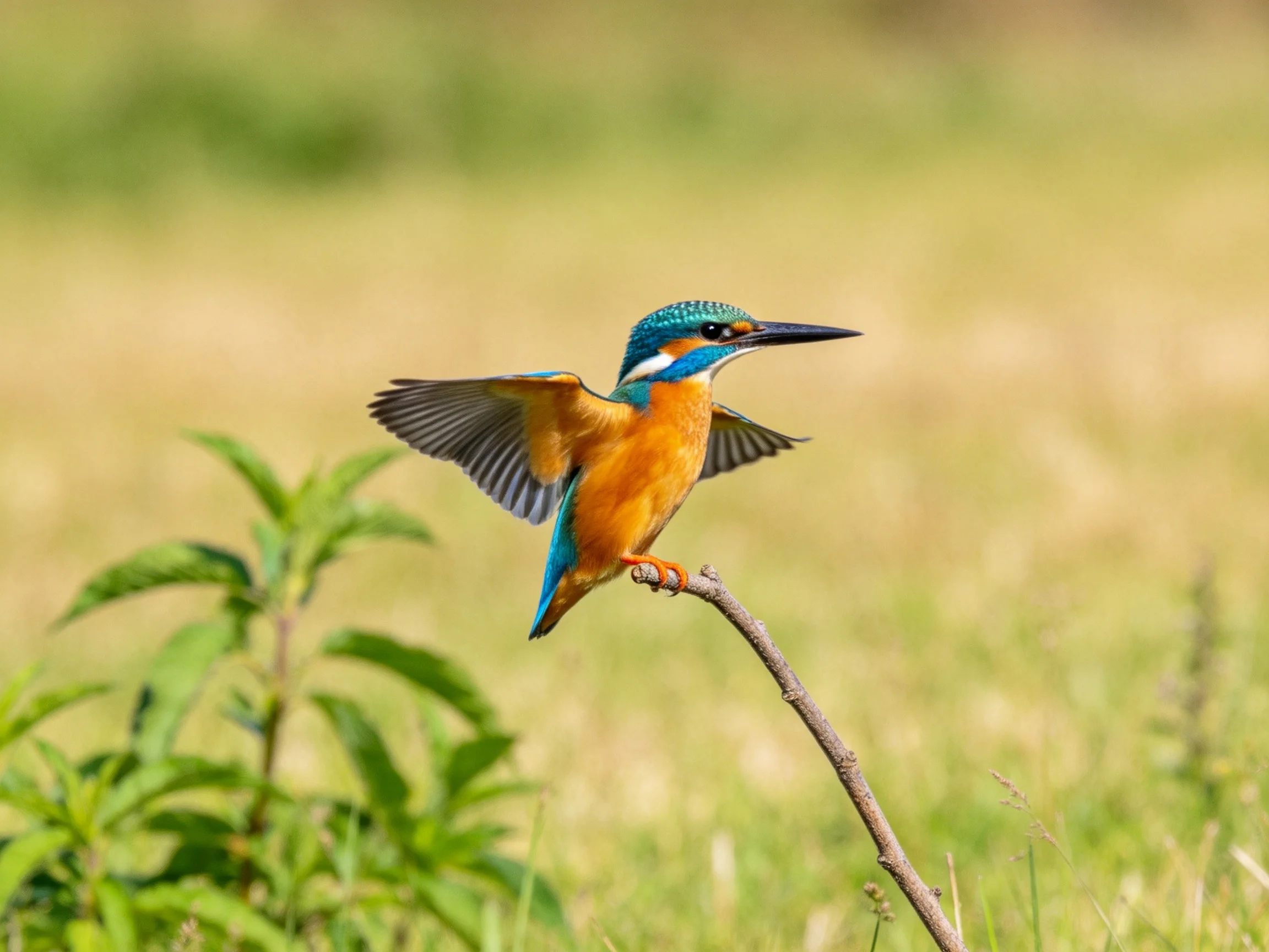 Vibrant kingfisher landing on a thin branch
