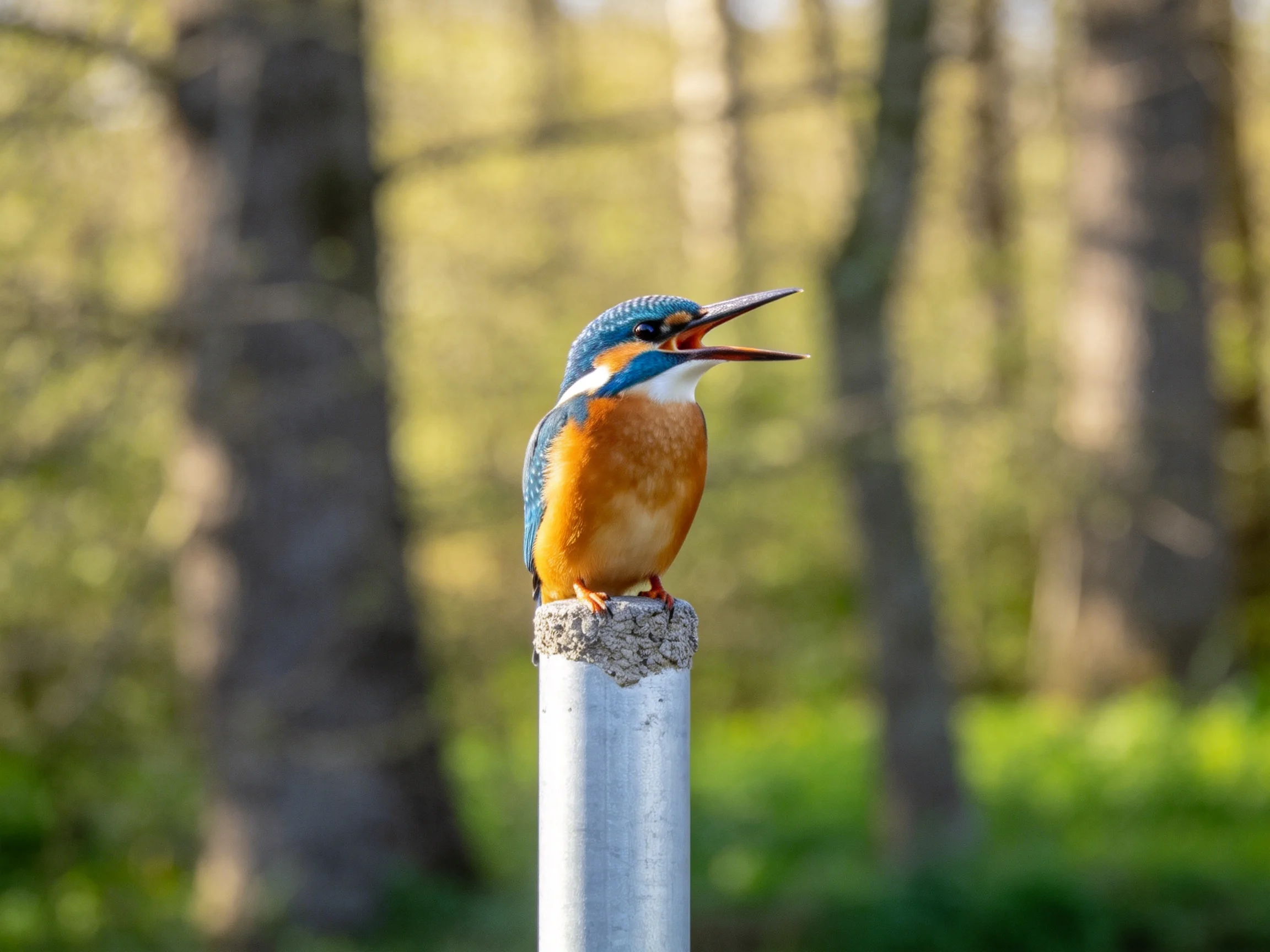 Vibrant kingfisher perched on a metallic post amid forested backdrop