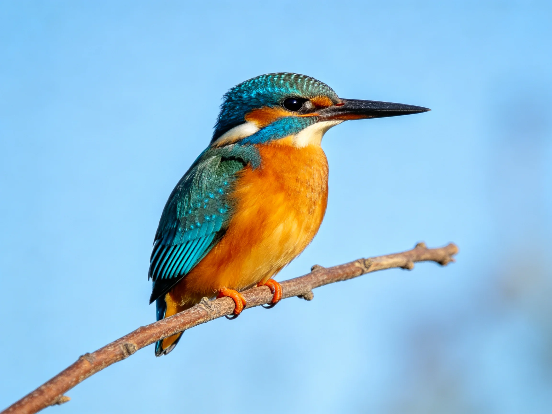 Vibrant kingfisher with turquoise feathers perches on a thin branch