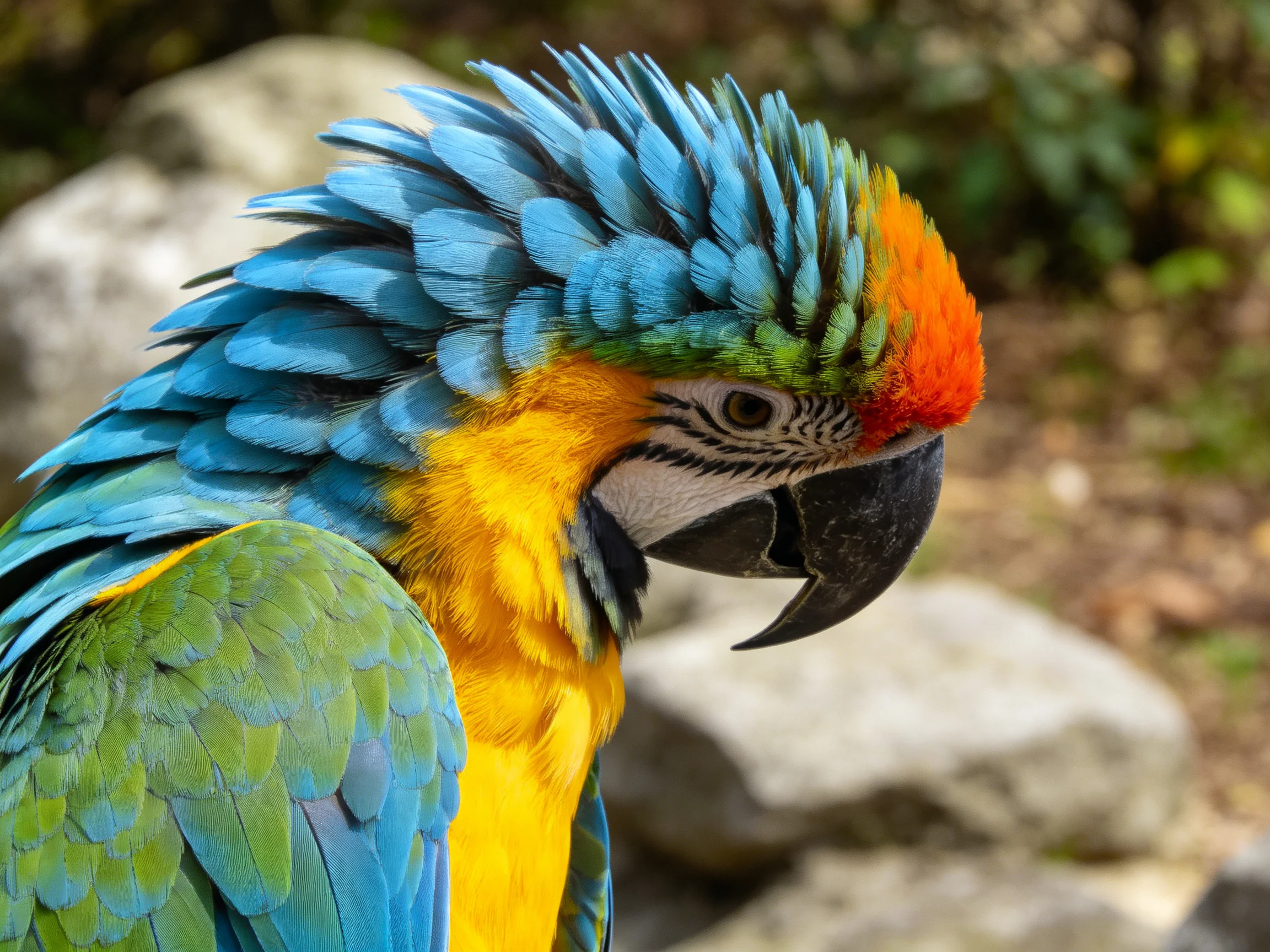 Vibrant macaw with blue, yellow, and orange feathers
