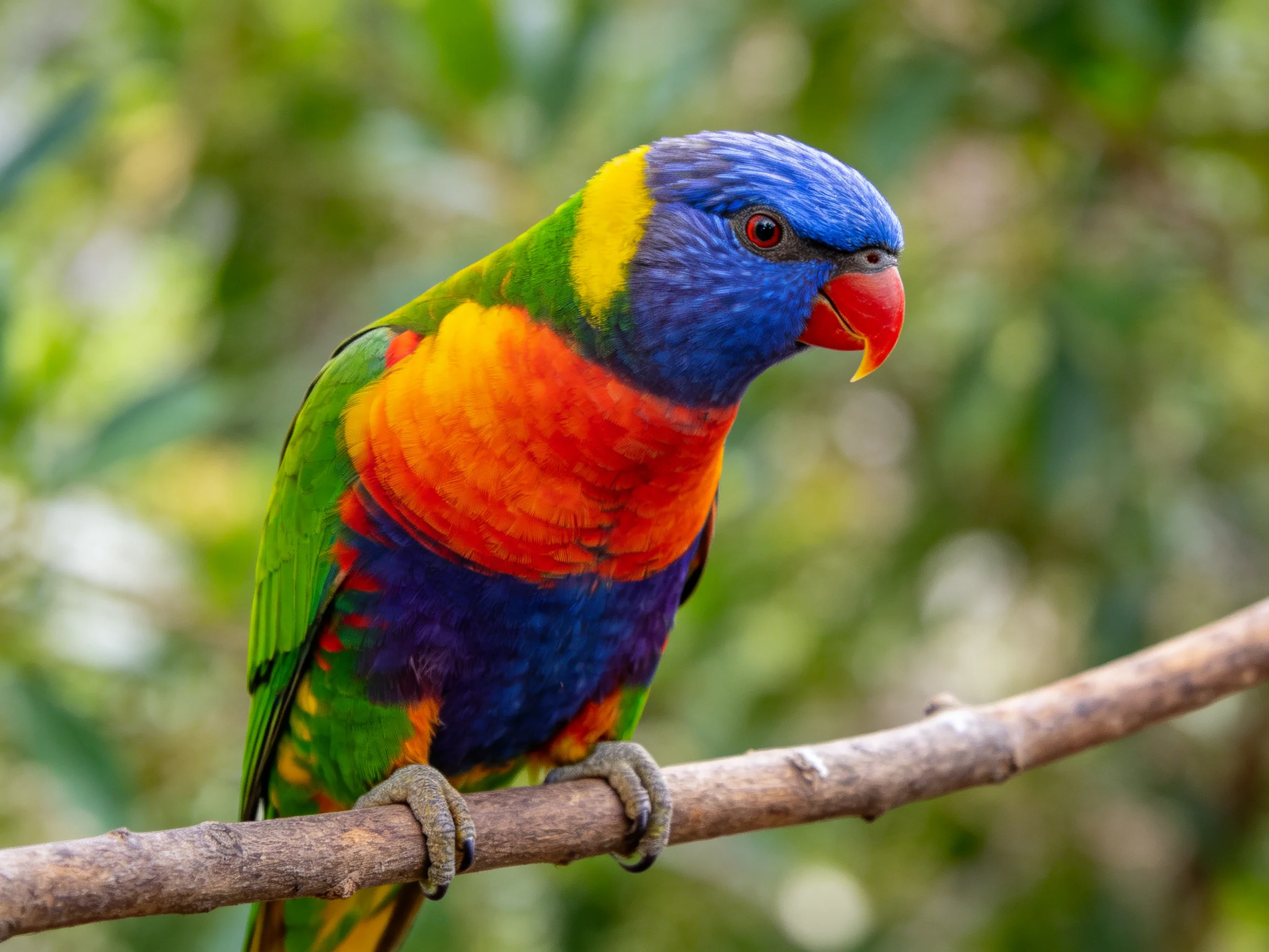Vibrant multicolored parrot perched on a tree branch