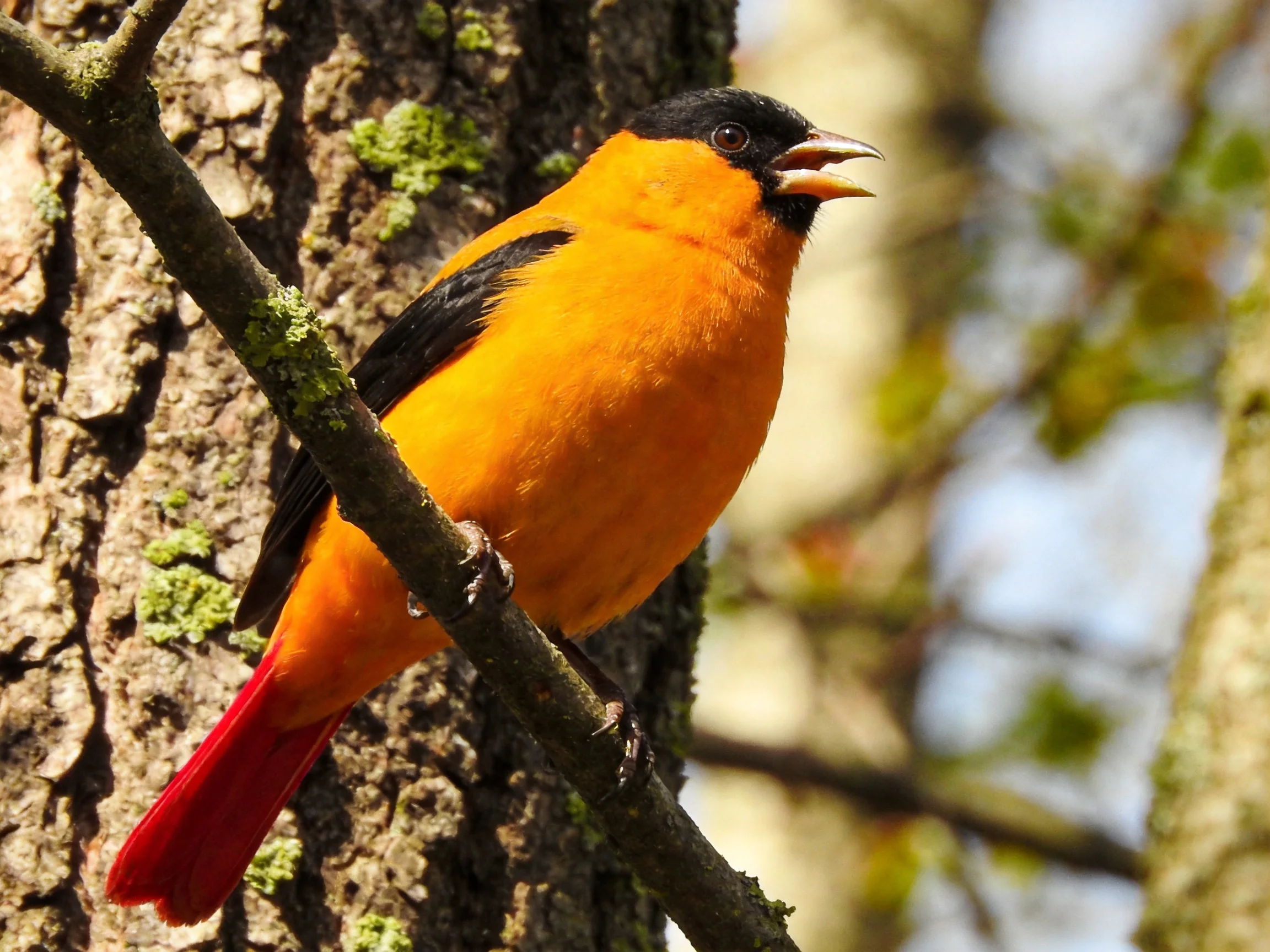 Vibrant orange bird with black wings perched on a moss-covered tree branch