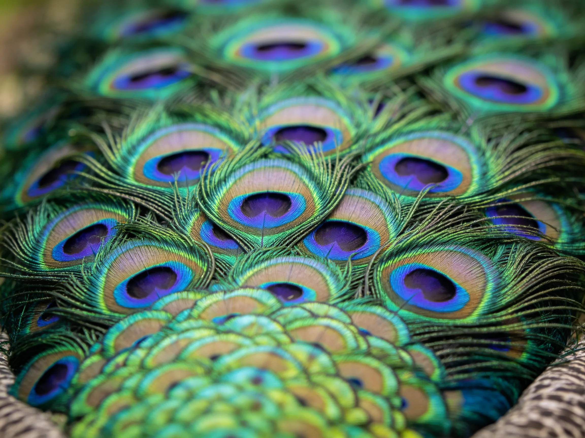 Vibrant peacock feathers displaying colorful iridescent eye patterns