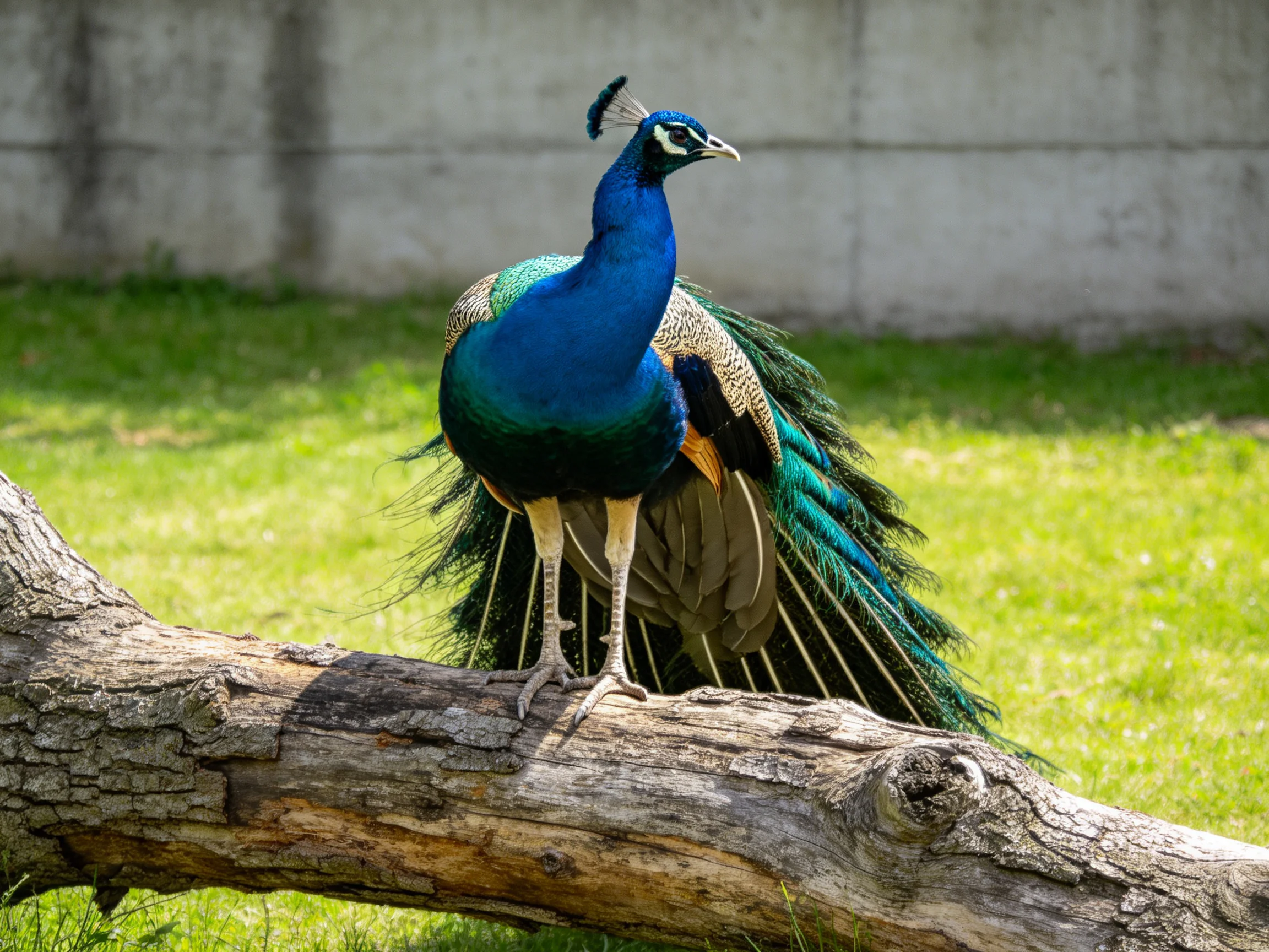 Vibrant peacock perched on an aged wooden log