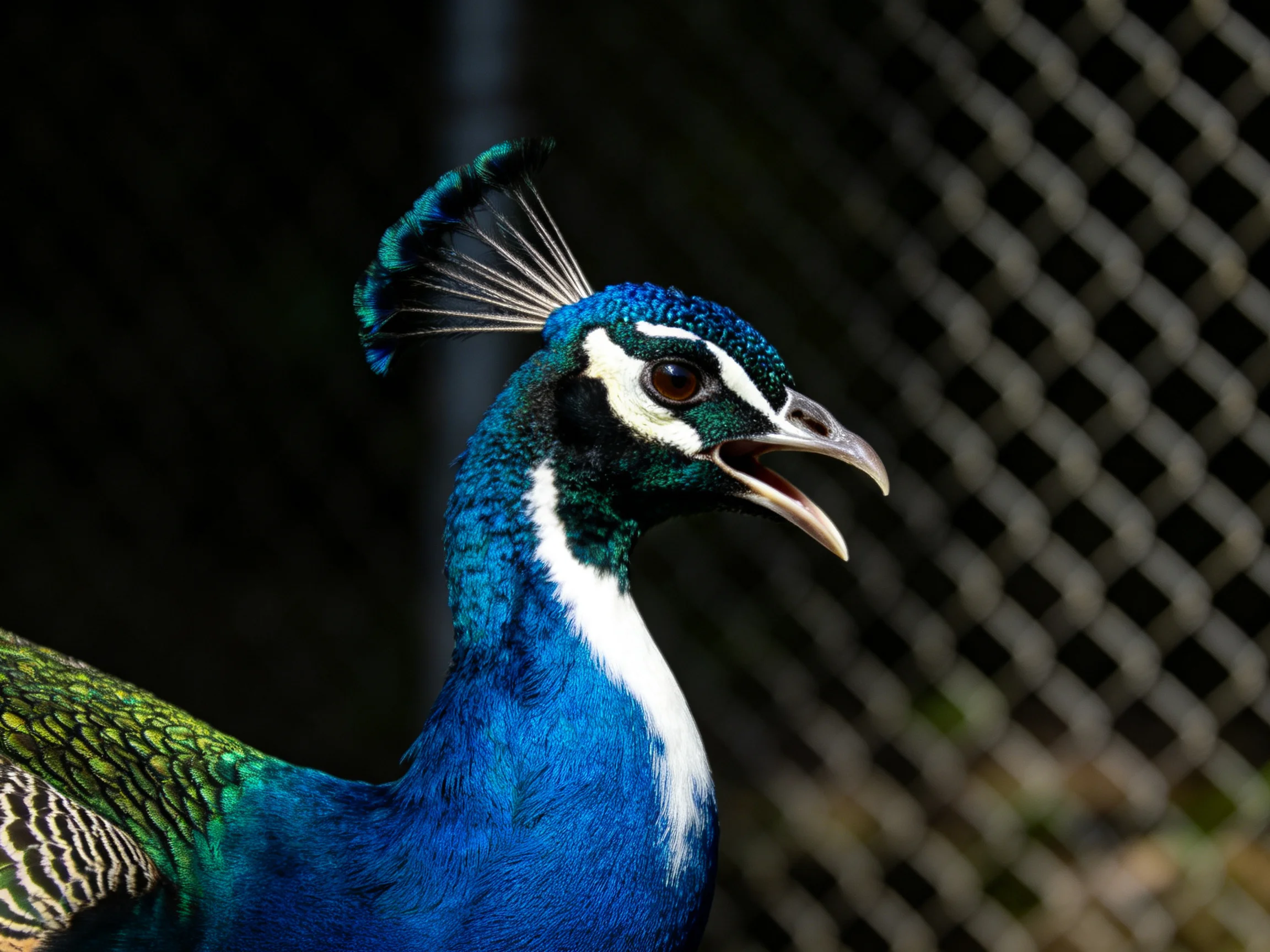 Vibrant peacock with blue-green plumage near a wire fence
