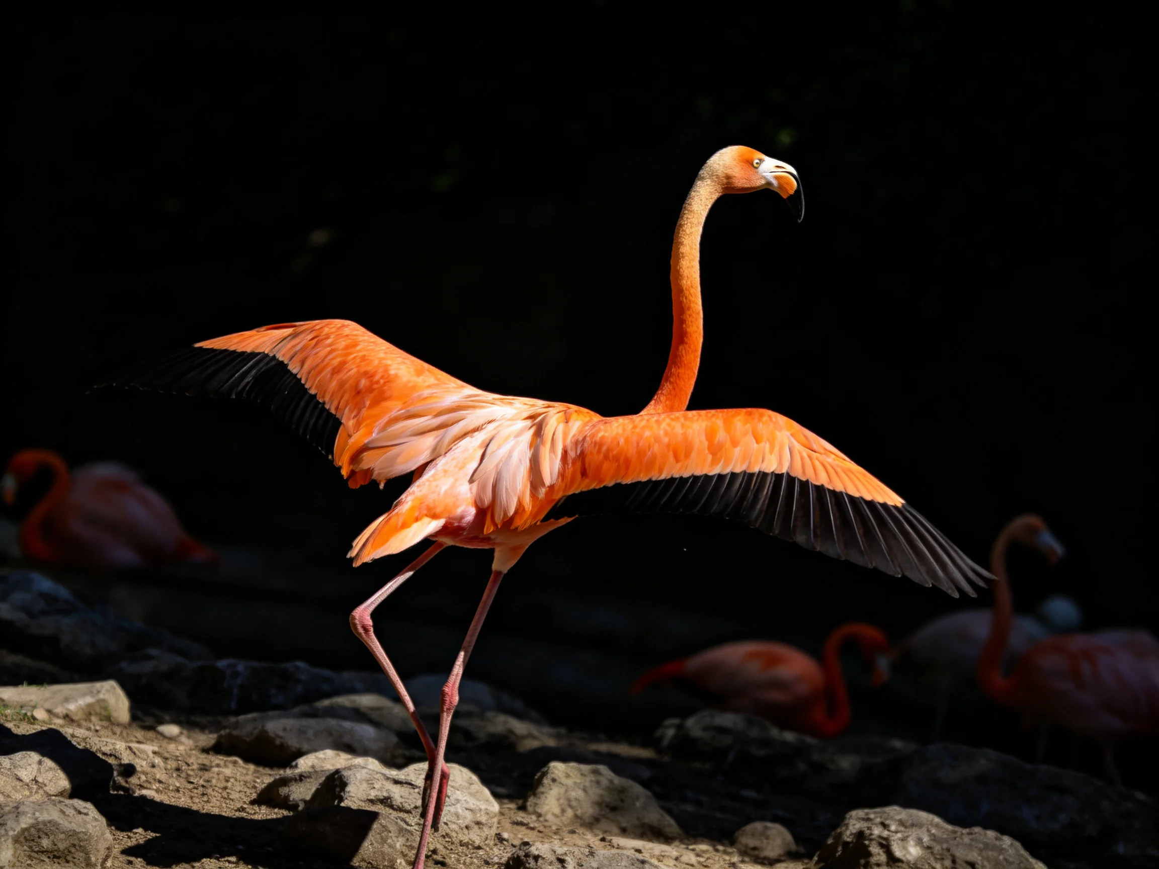 Vibrant pink flamingo spreading wings near rocky terrain