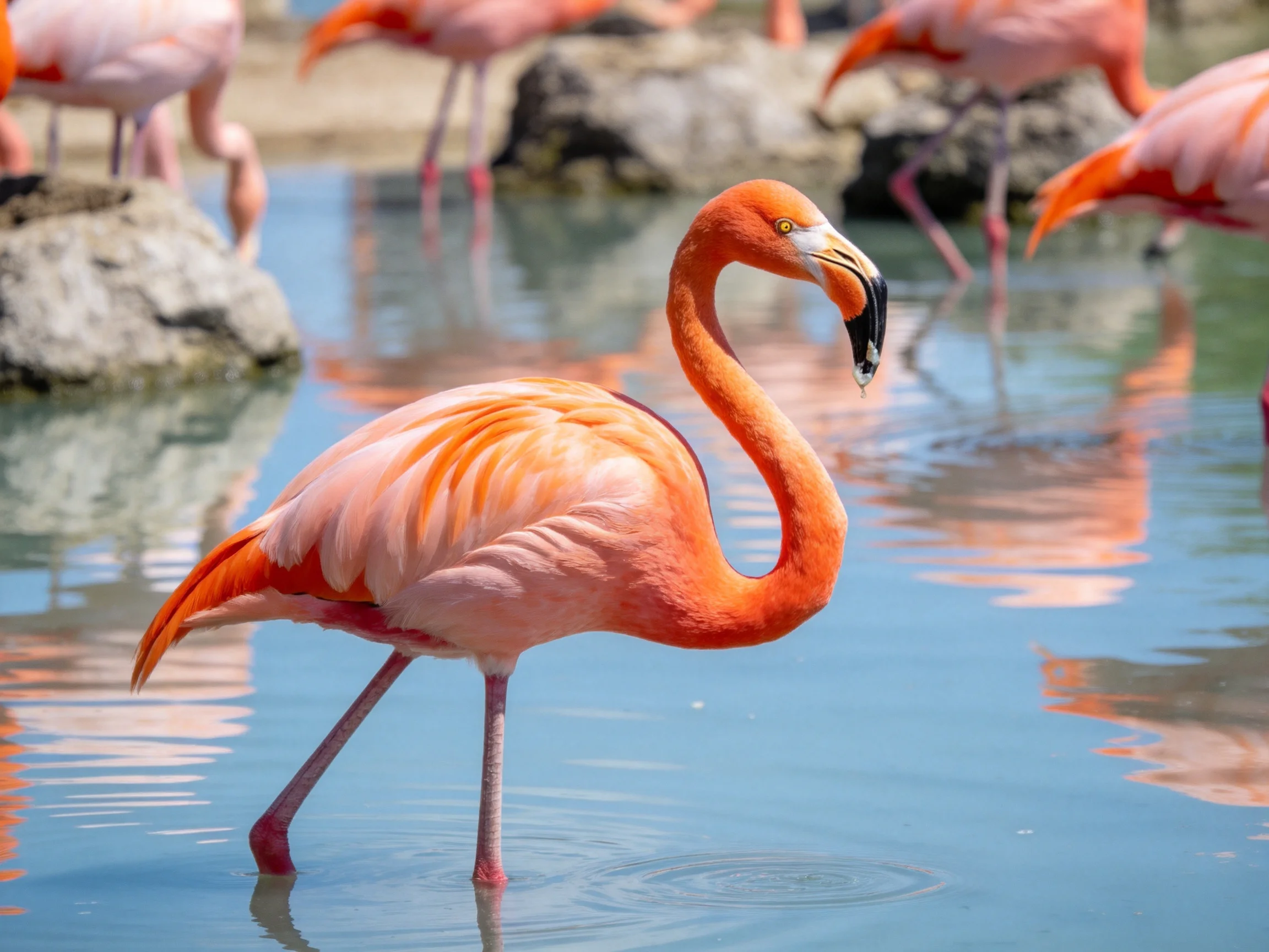 Vibrant pink flamingo stands in shallow water near rocky habitat