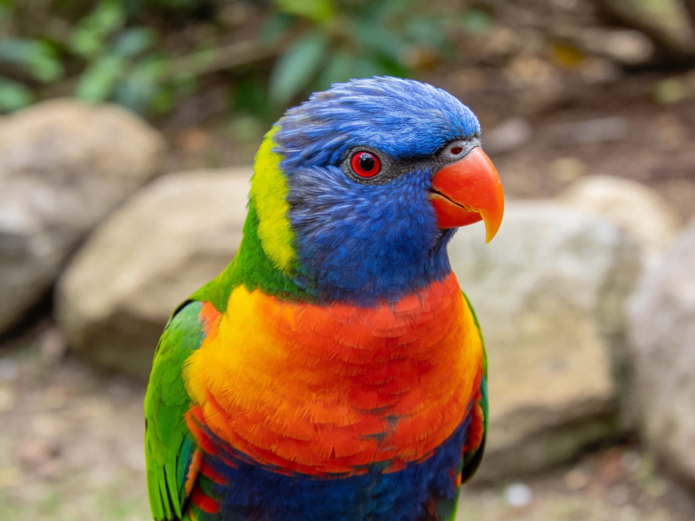 Vibrant rainbow lorikeet with blue, green, orange plumage