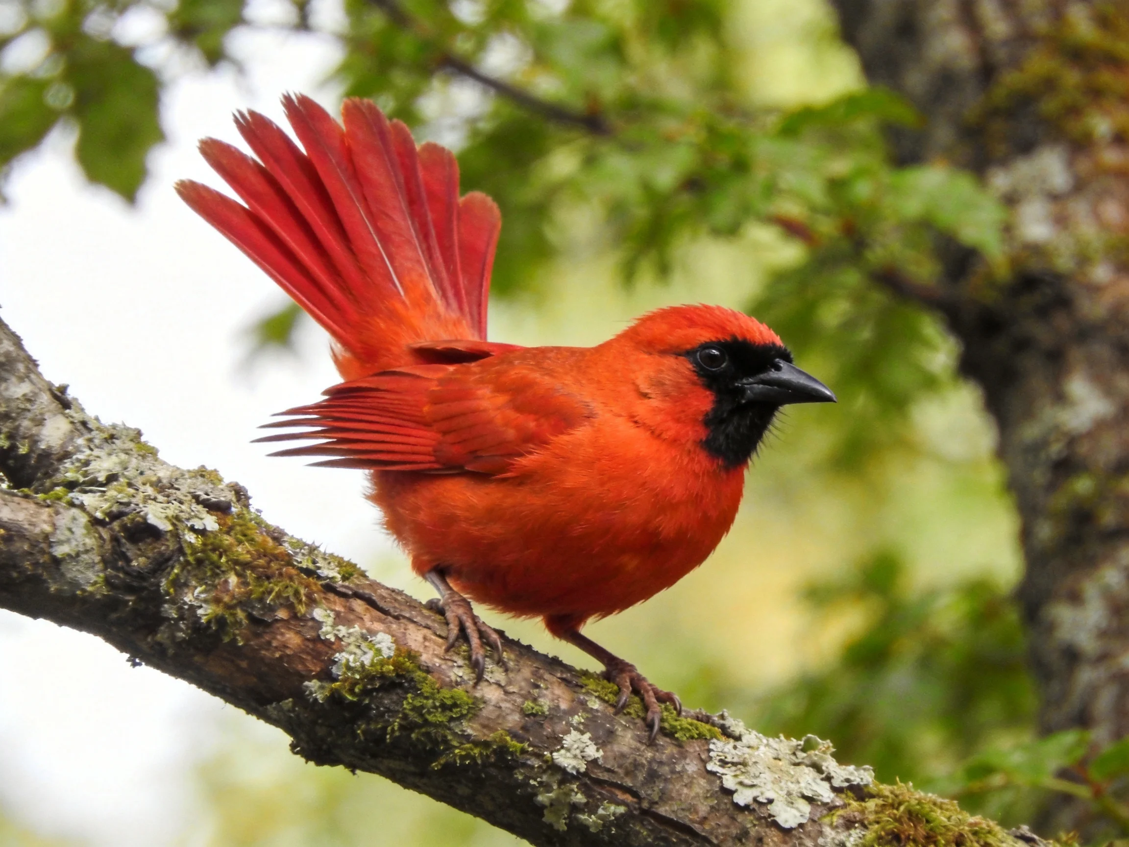 Vibrant red bird perched on moss-covered tree branch