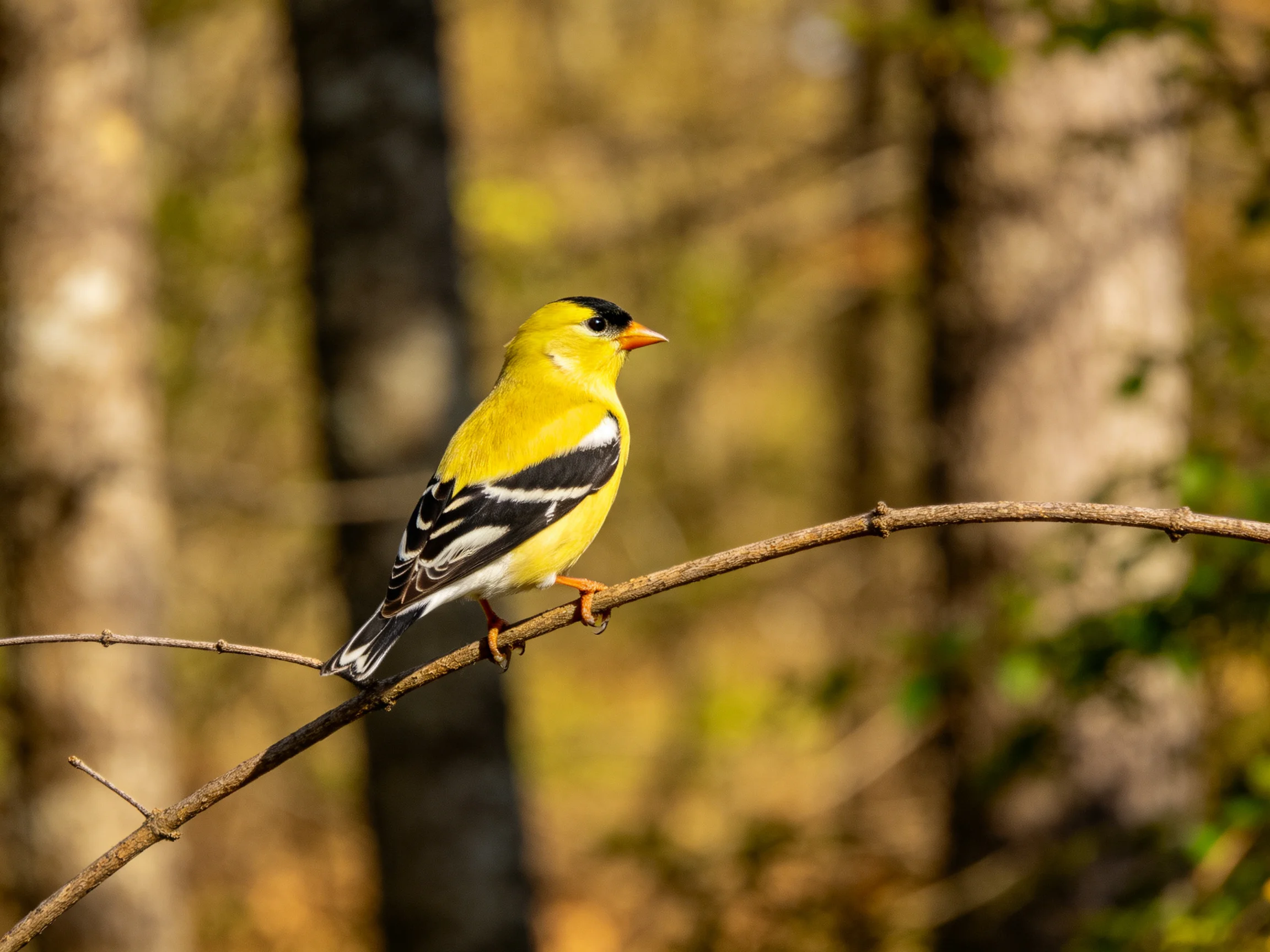 Vibrant yellow finch perched on a slender branch in a forest