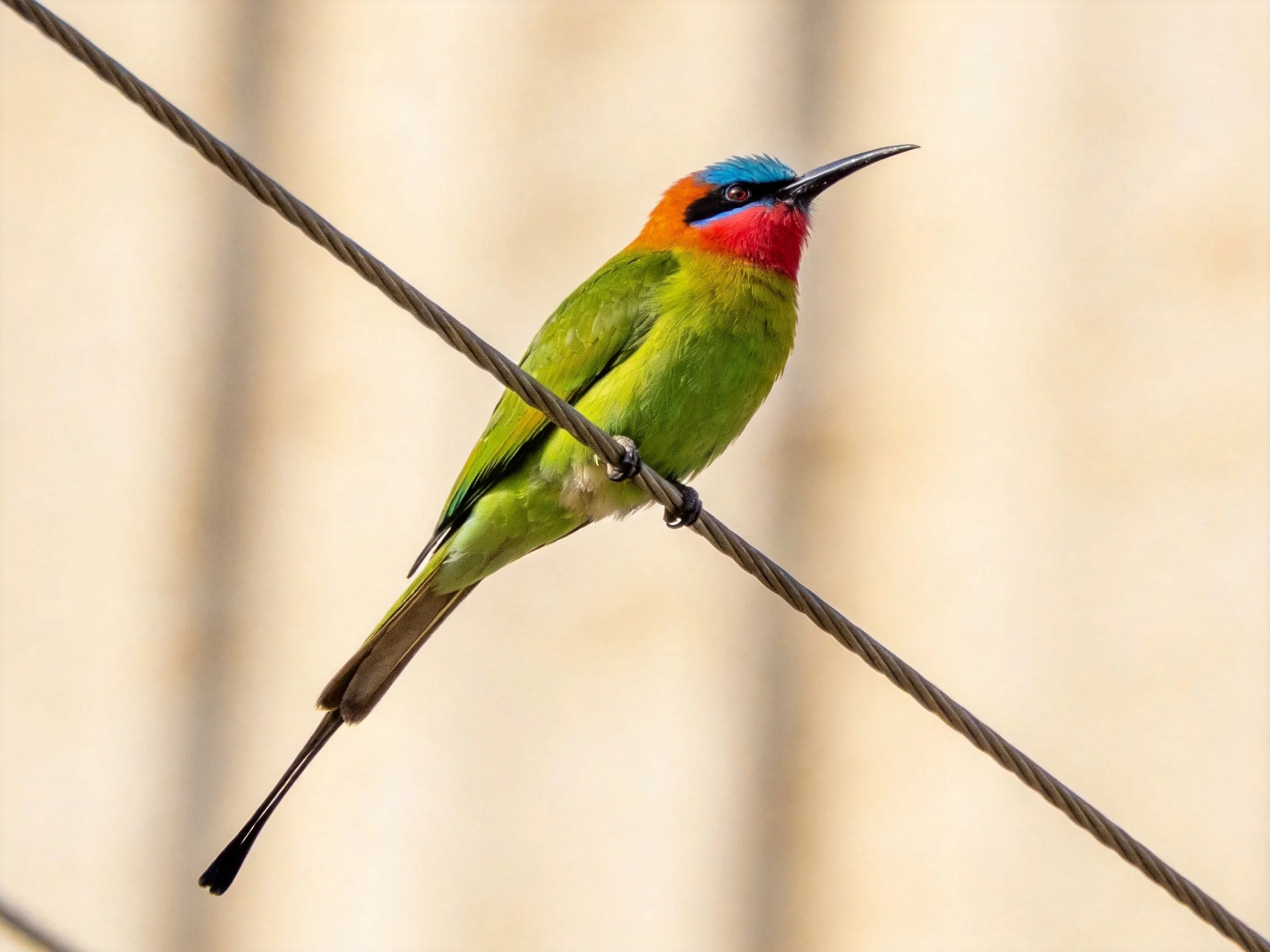Vibrantly colored bird perched on intersecting wires