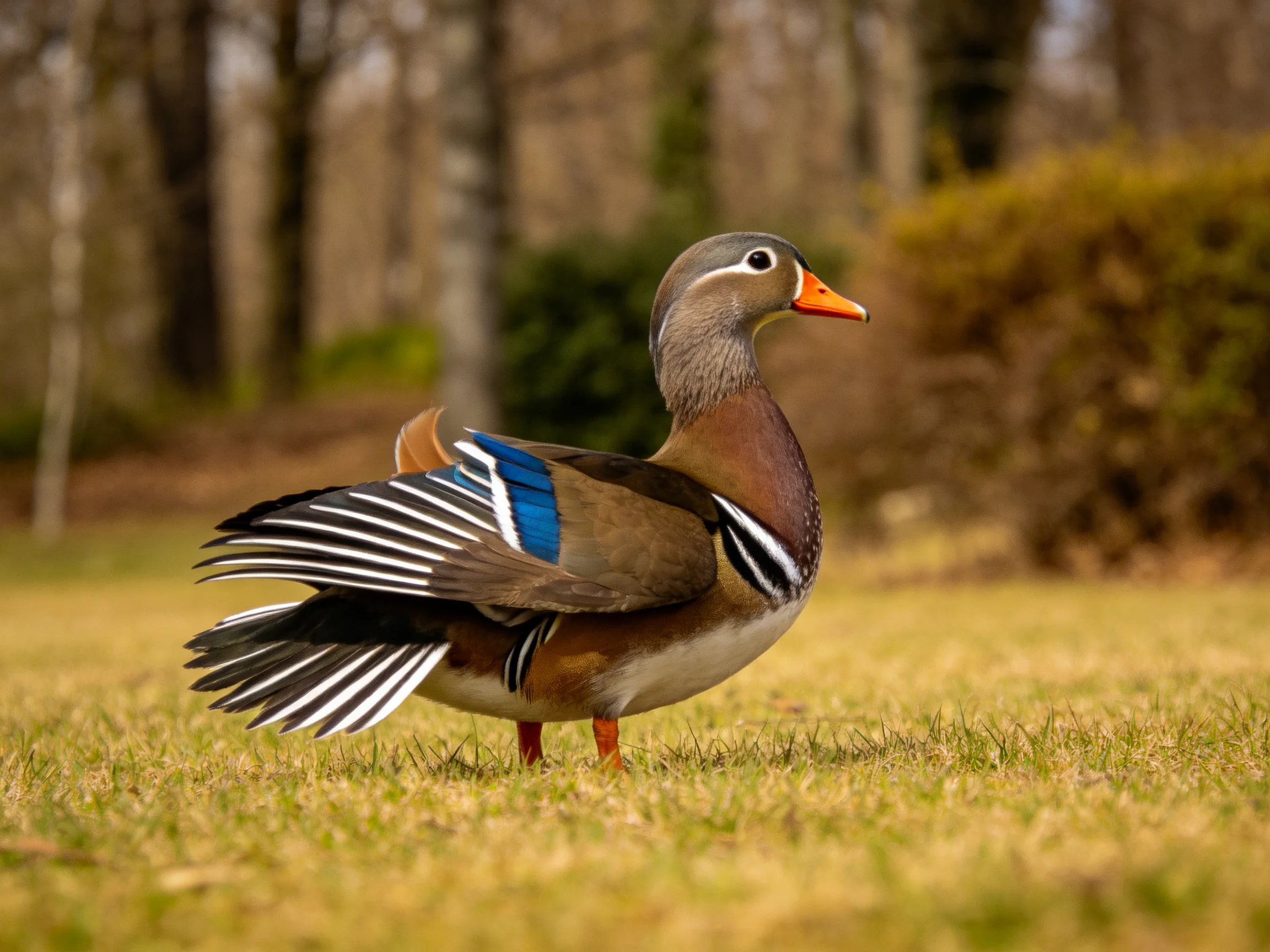 Vibrantly feathered mandarin duck stands on golden grass near trees