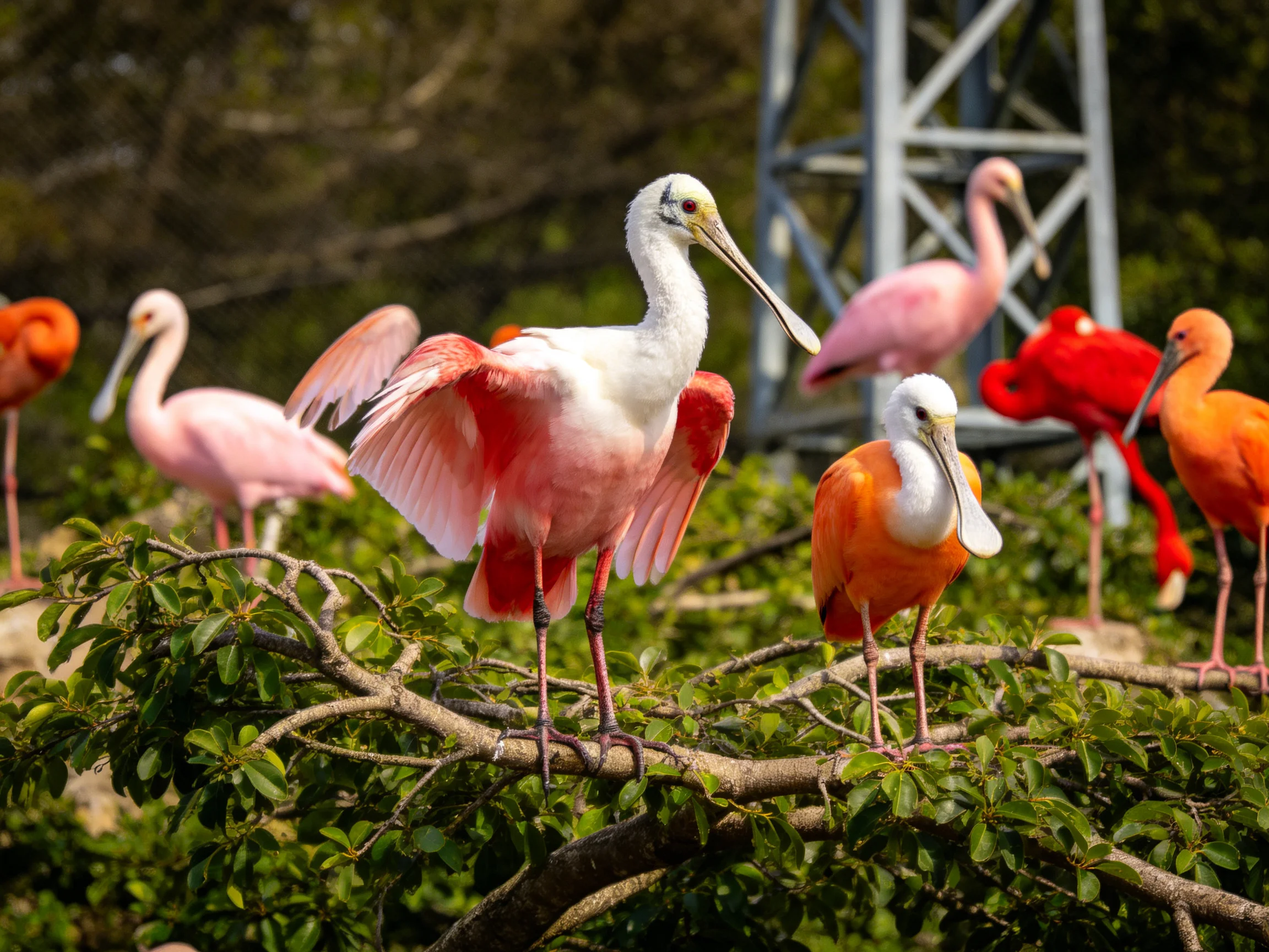 Vibrantwading birds gathered on leafy branches