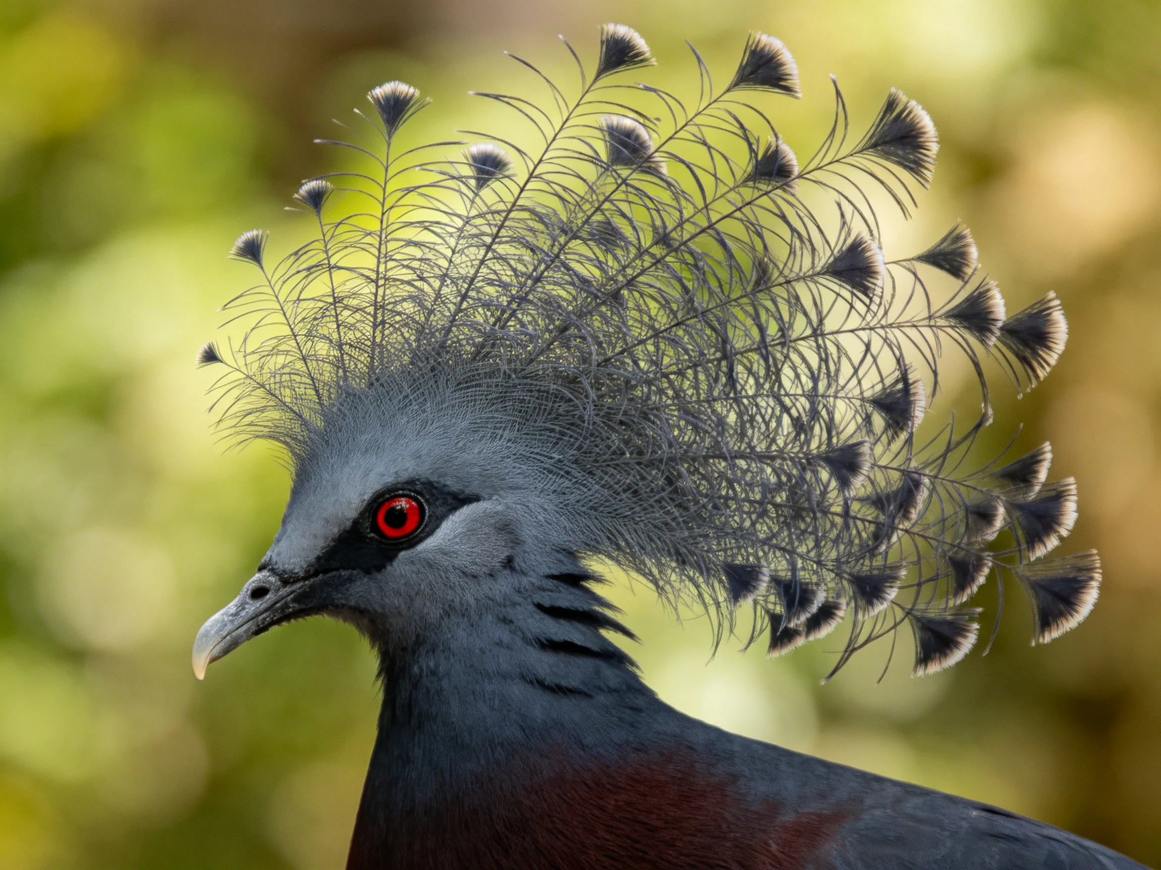Victoria Crowned Pigeon with elaborate feather crown