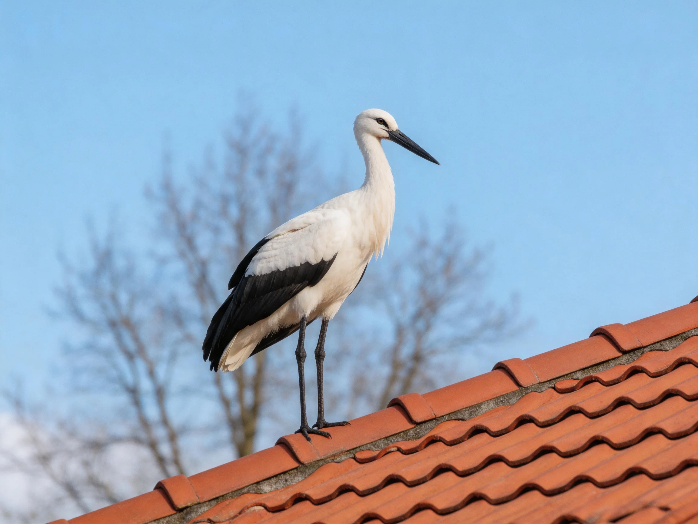 White and black stork on terracotta-tiled roof