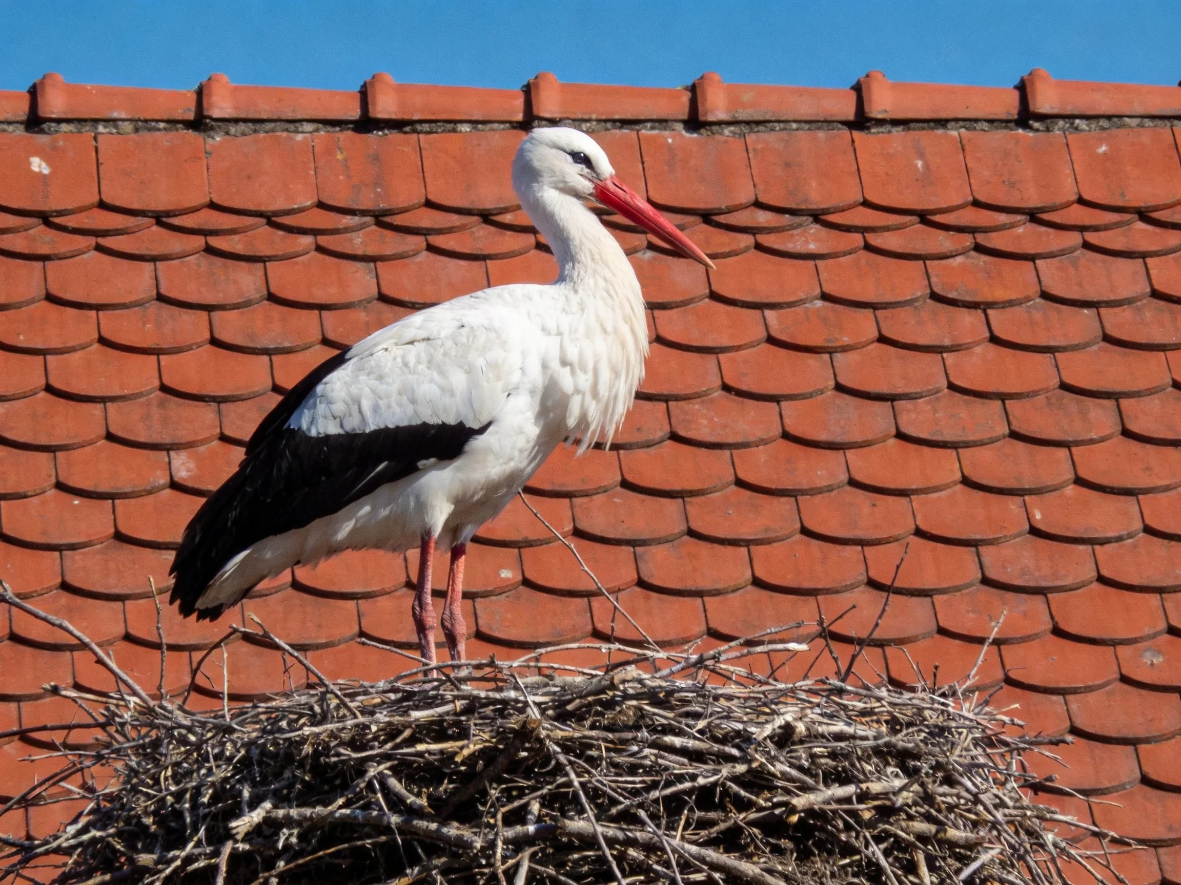 White and black stork on twig nest atop terracotta roof